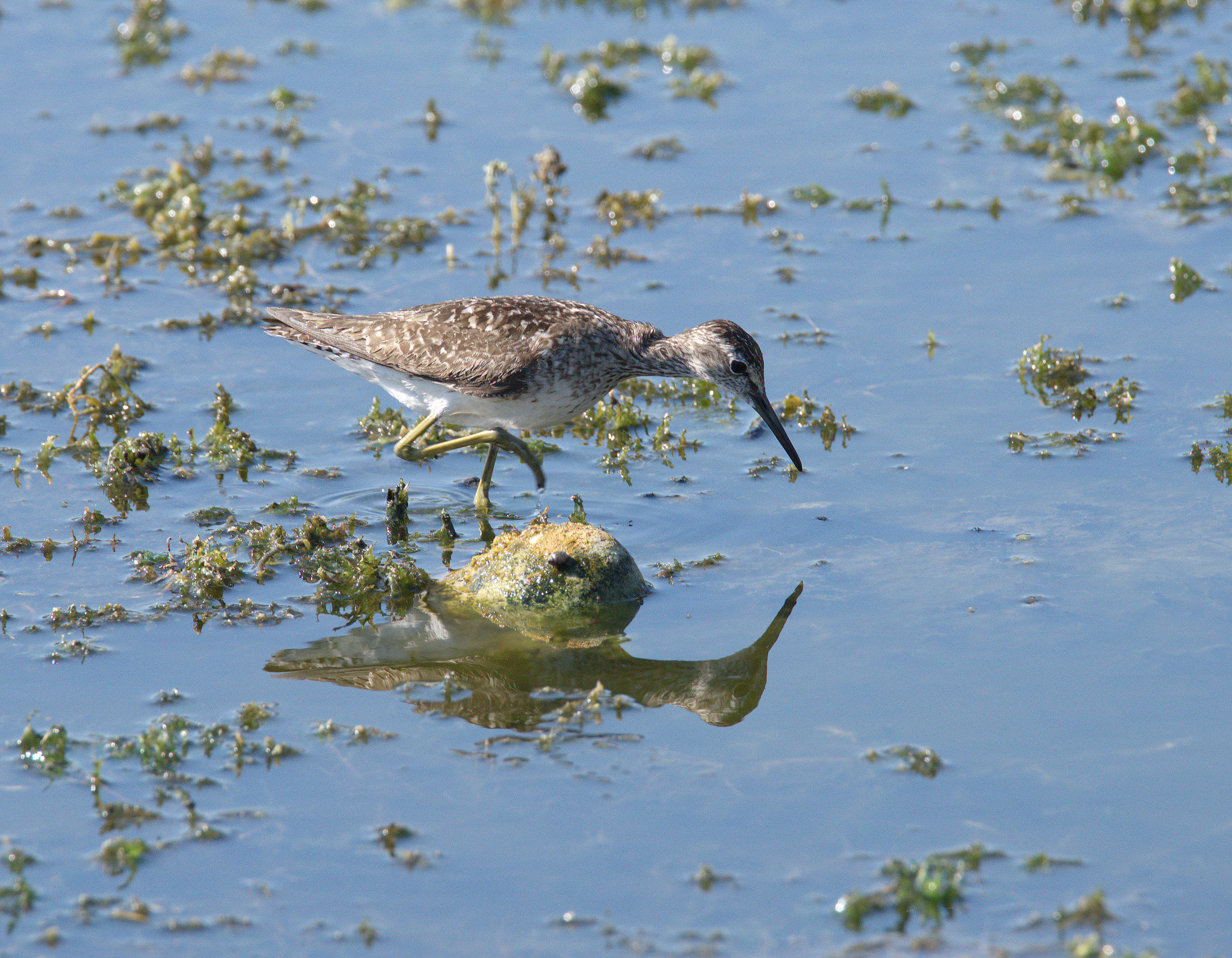 Pyro piro boschereccio