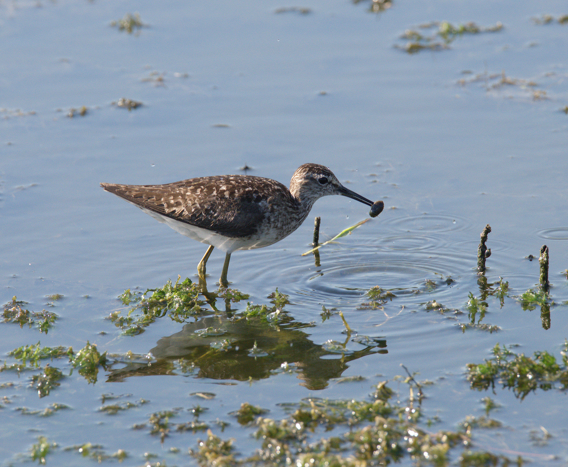 Pyro piro boschereccio