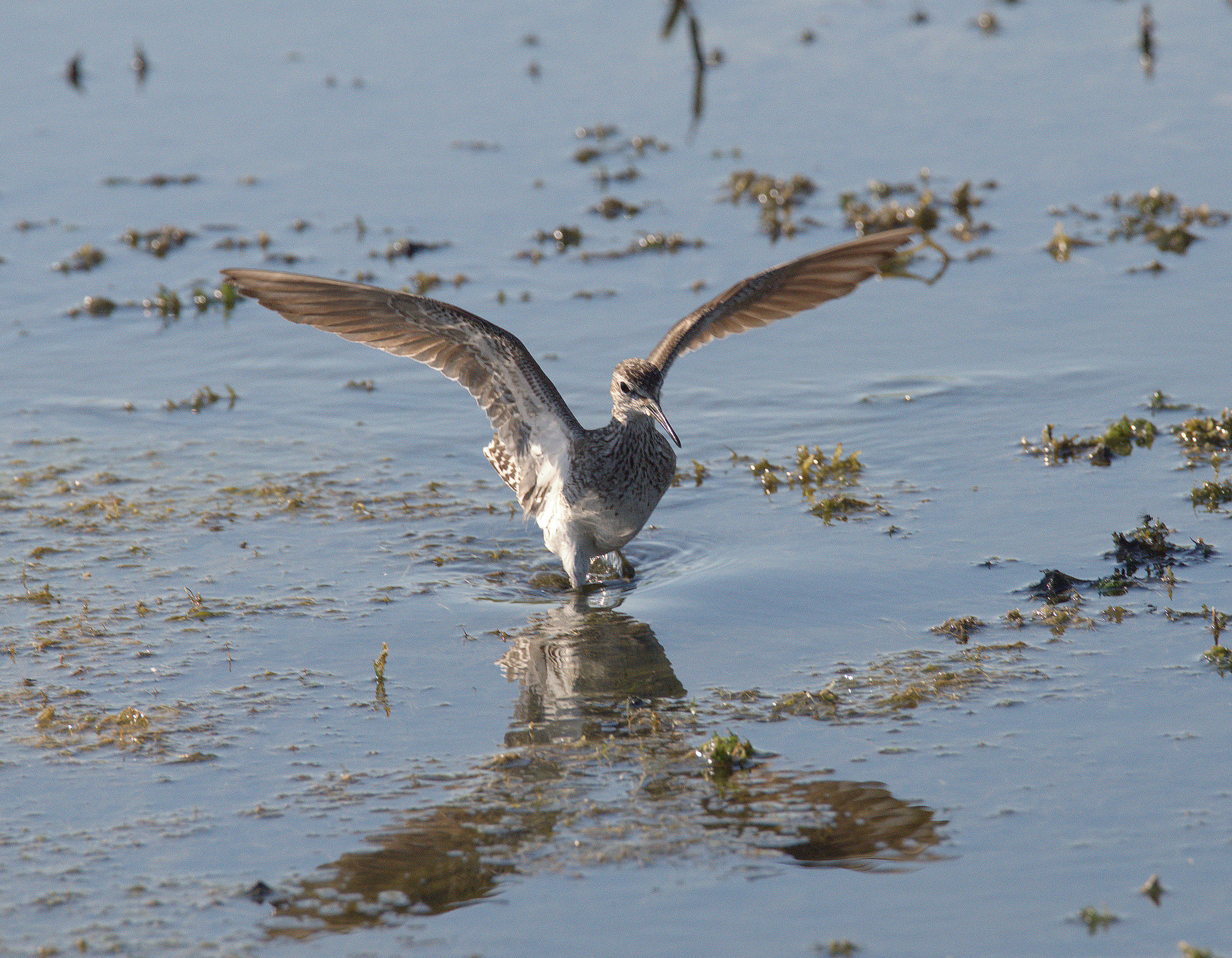 Pyro piro boschereccio