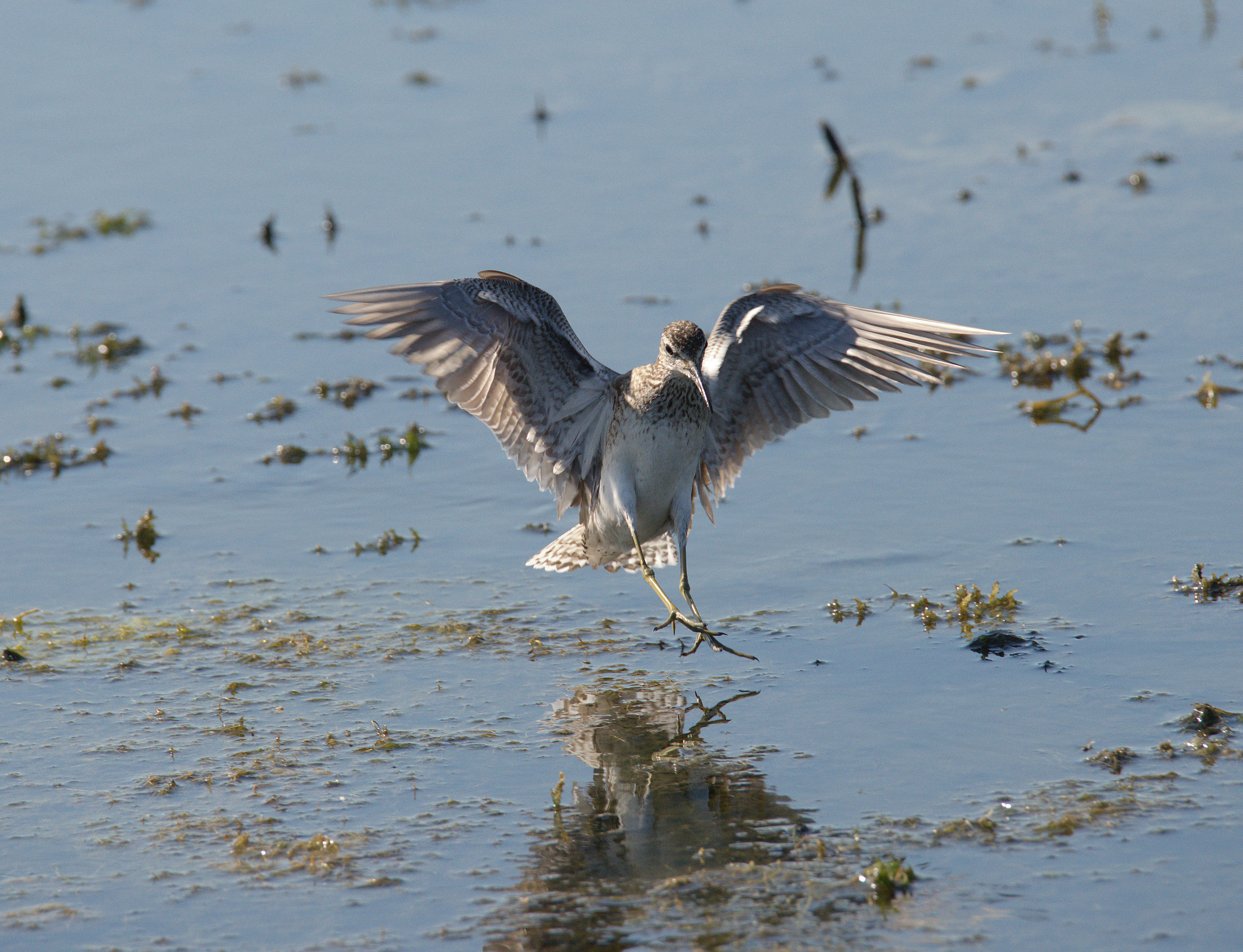 Pyro piro boschereccio