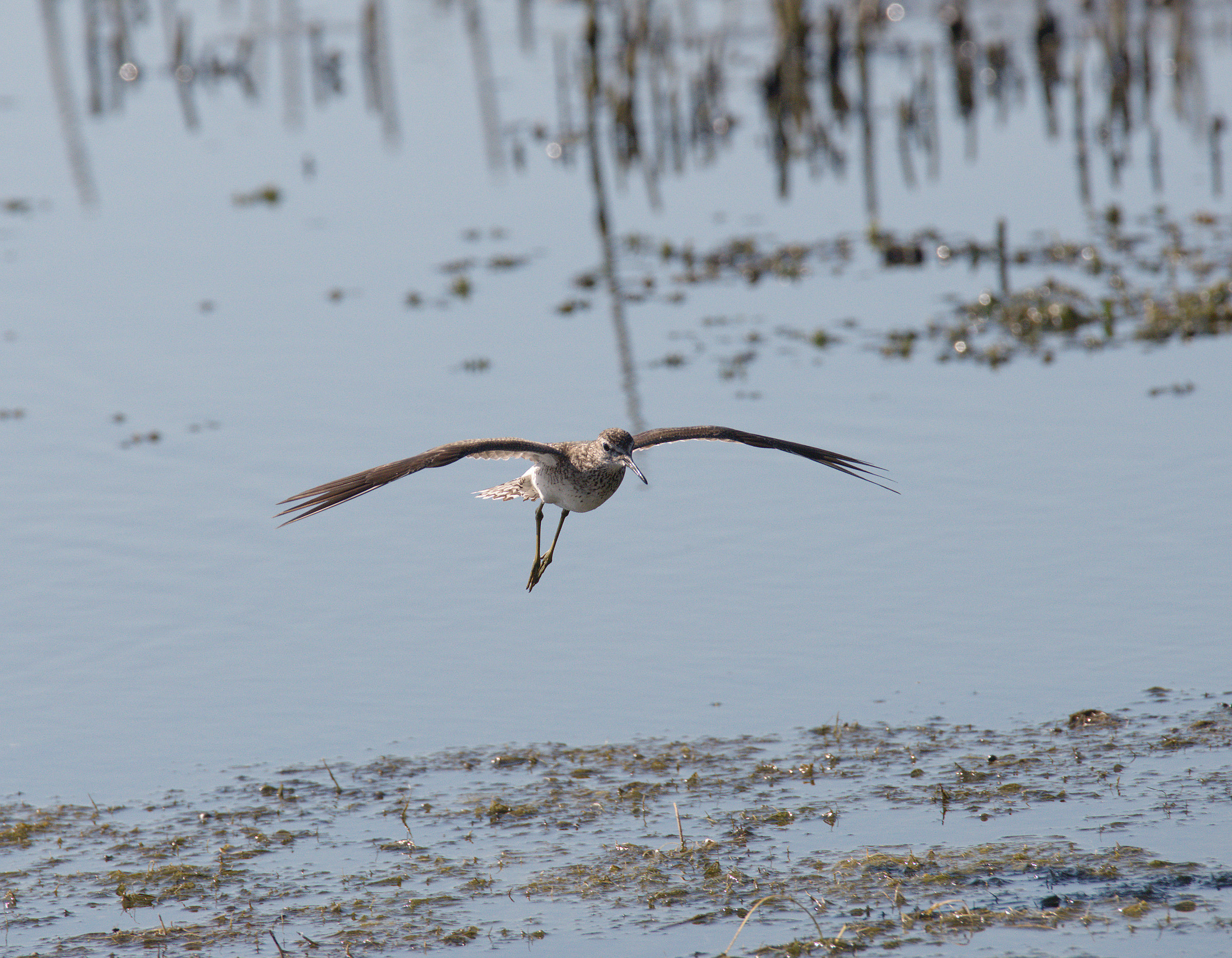 Pyro piro boschereccio