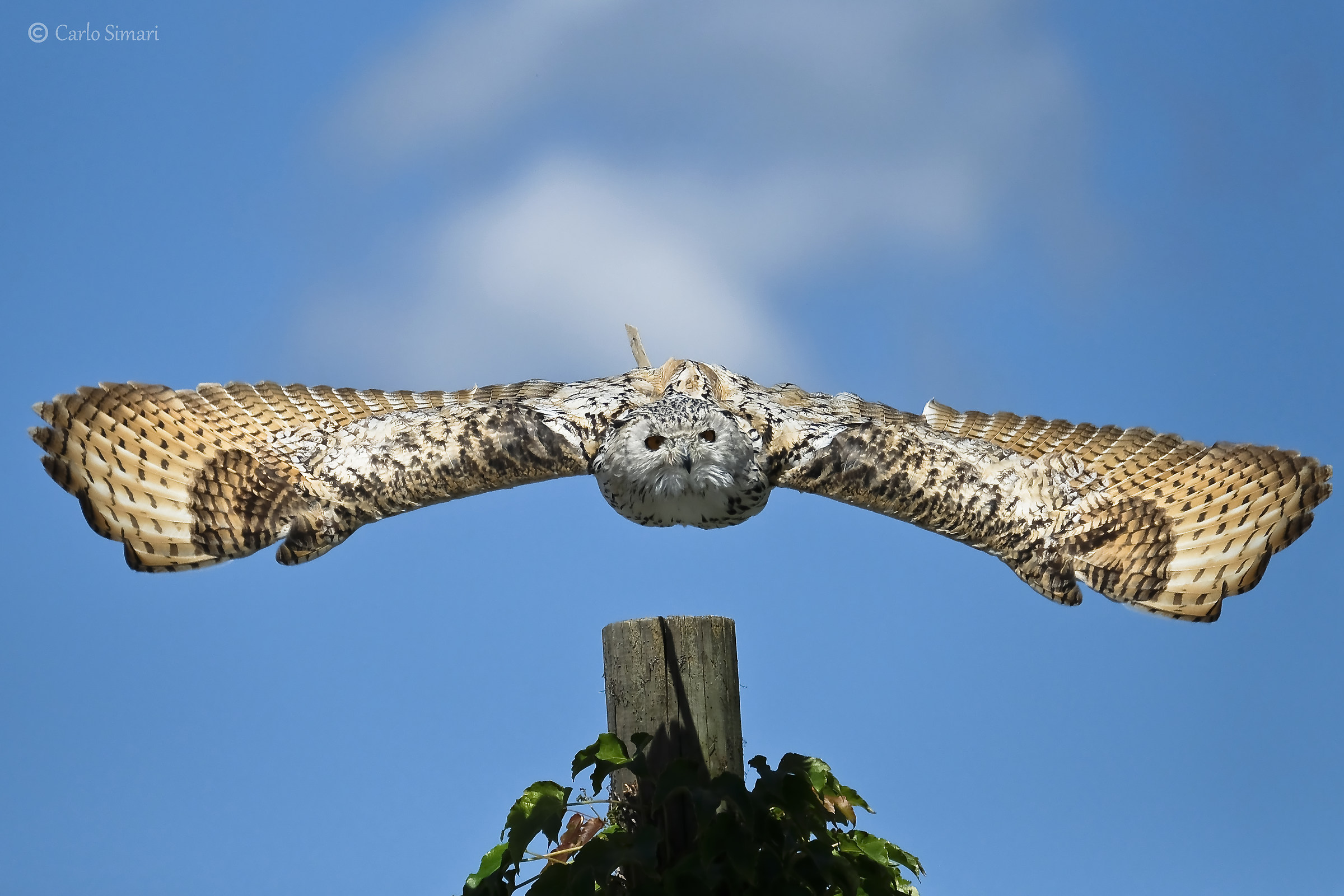 Falconieri in Austria