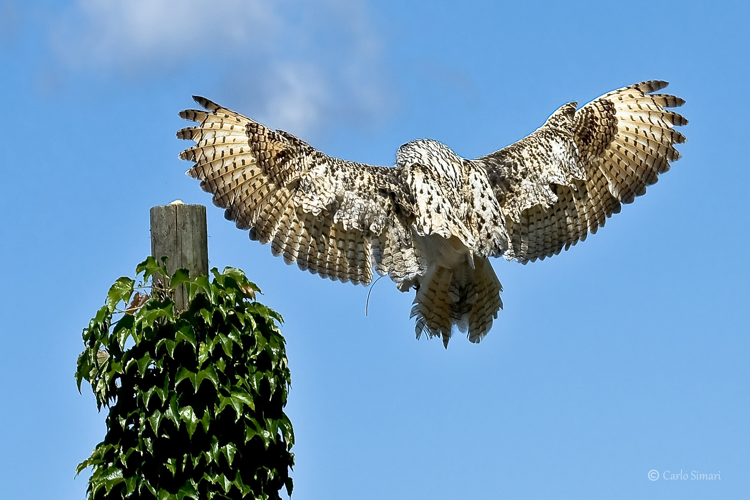 Falconieri in Austria 2