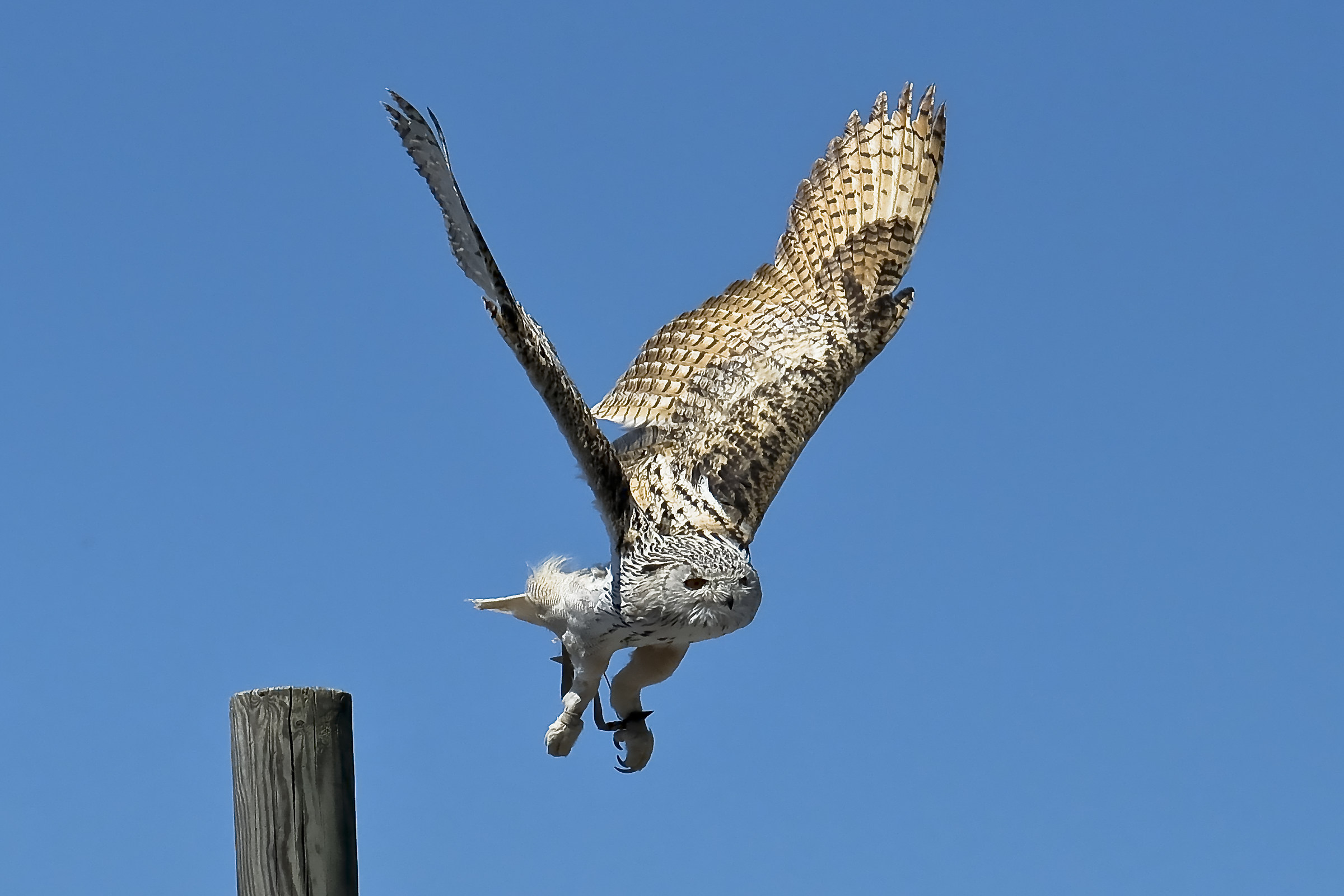 Falconieri in Austria 3