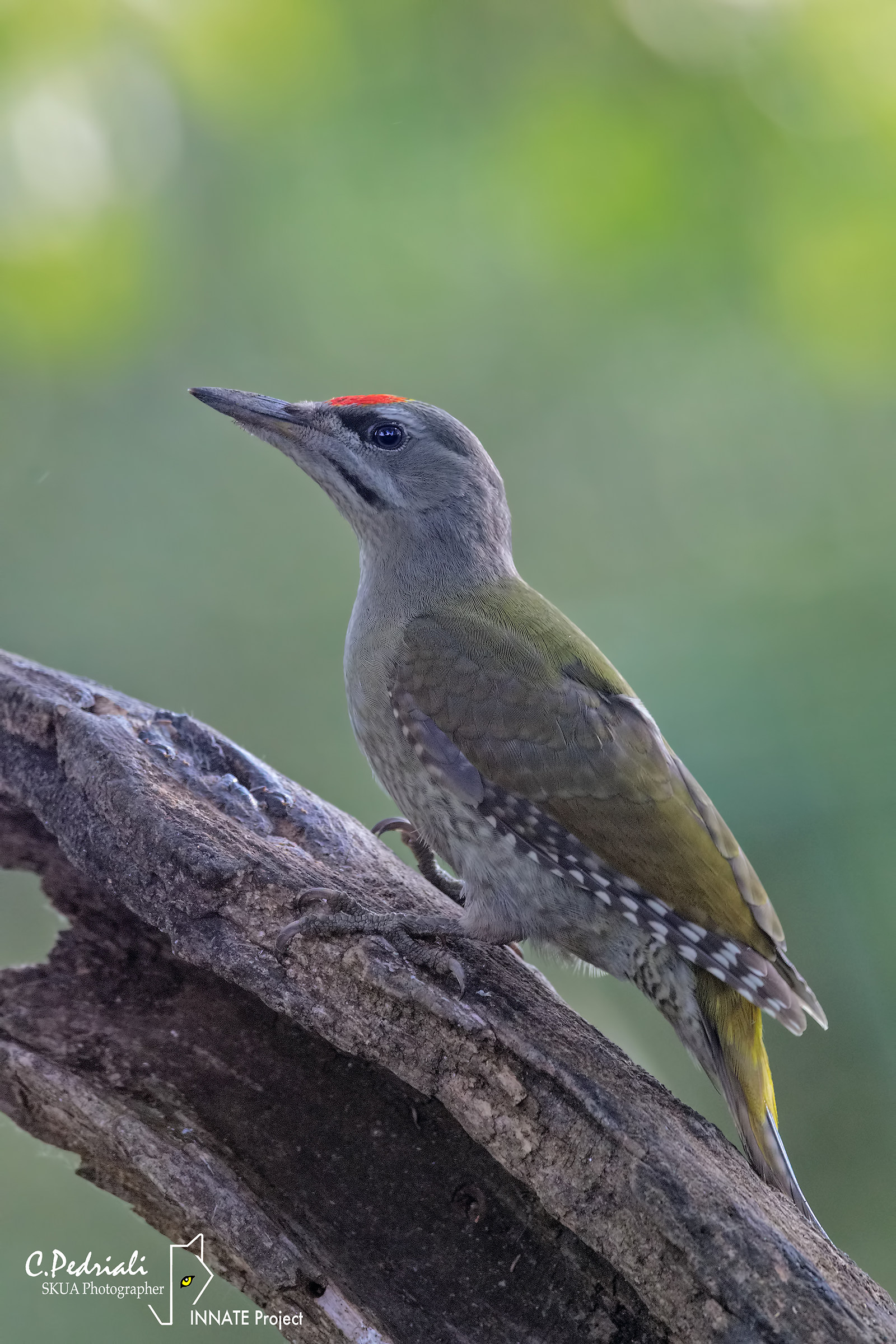Green Woodpecker (M)