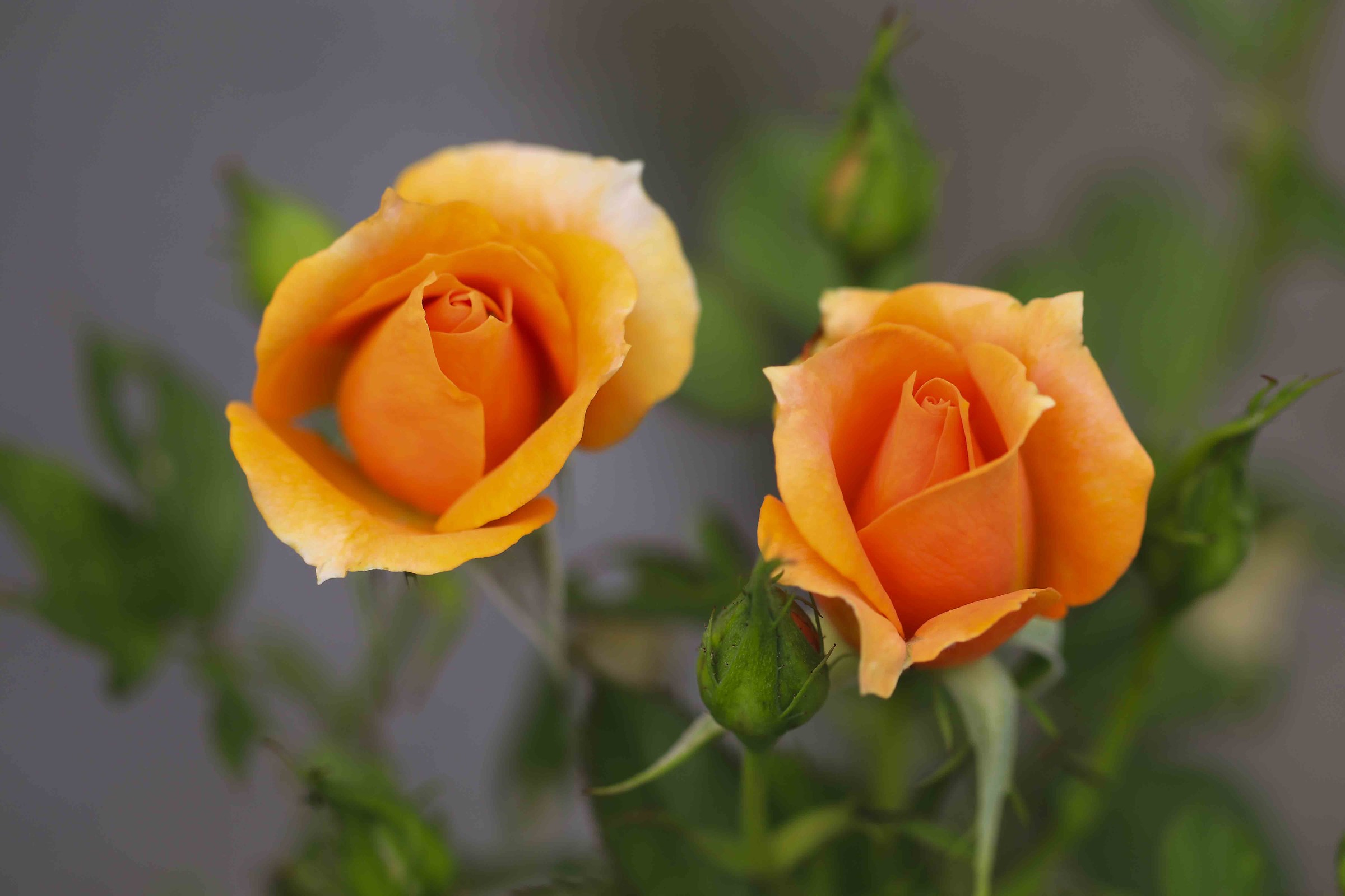 Rose to the Mountains ,,,