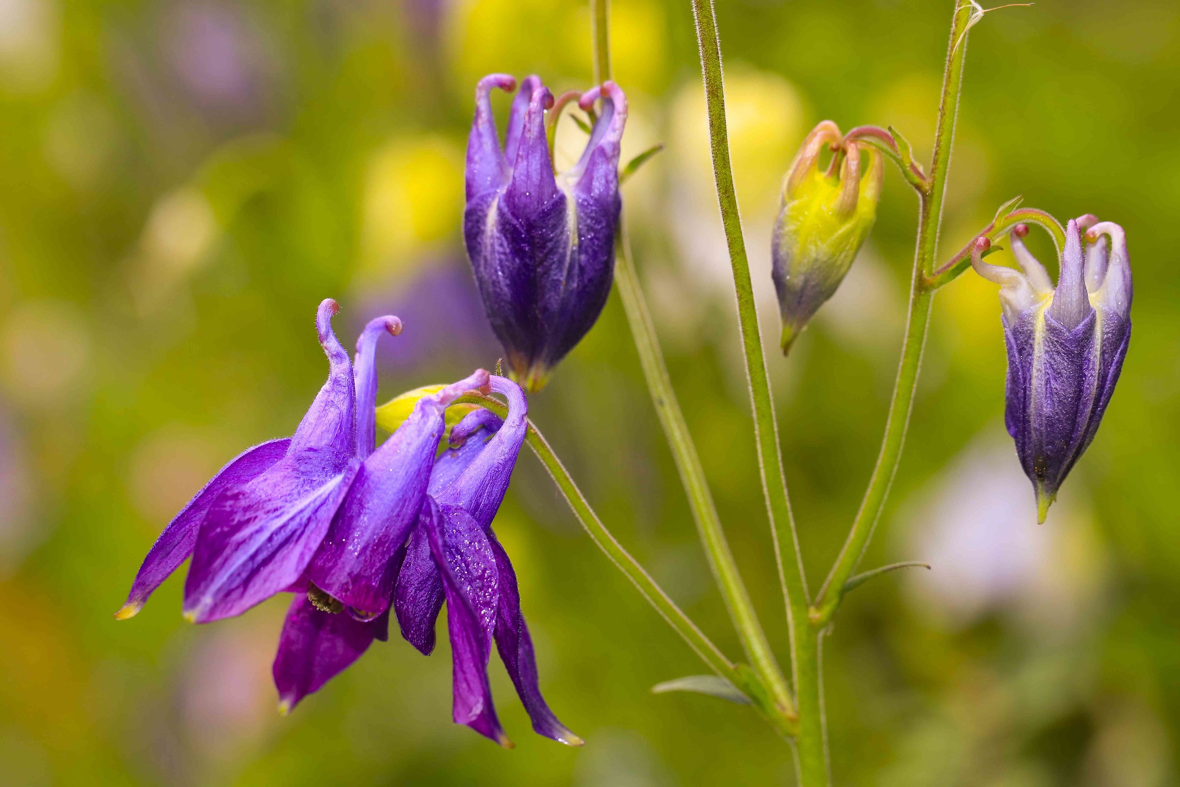 Aquilegia