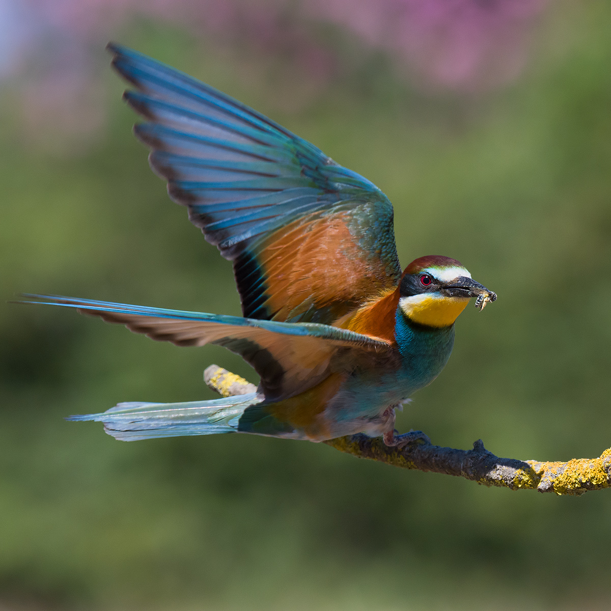 Gruccione all'involo