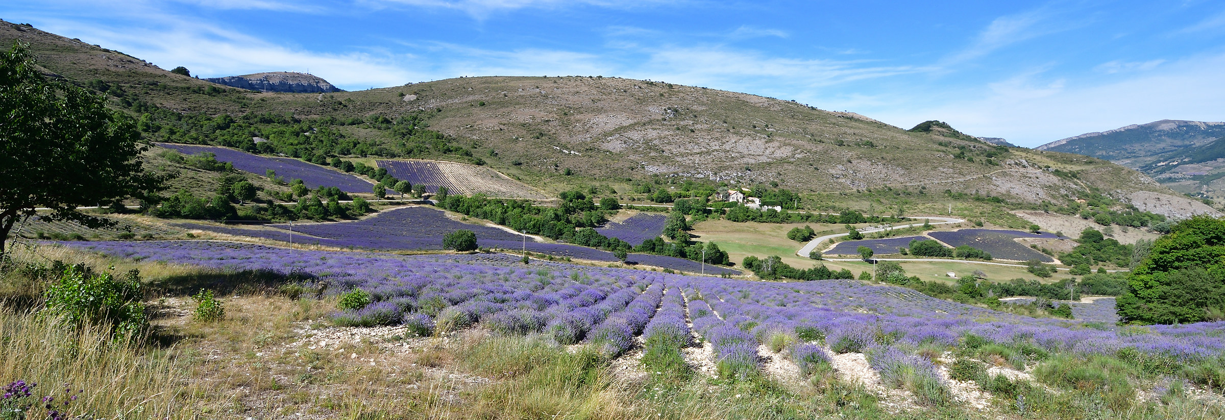 Panorama lavanda