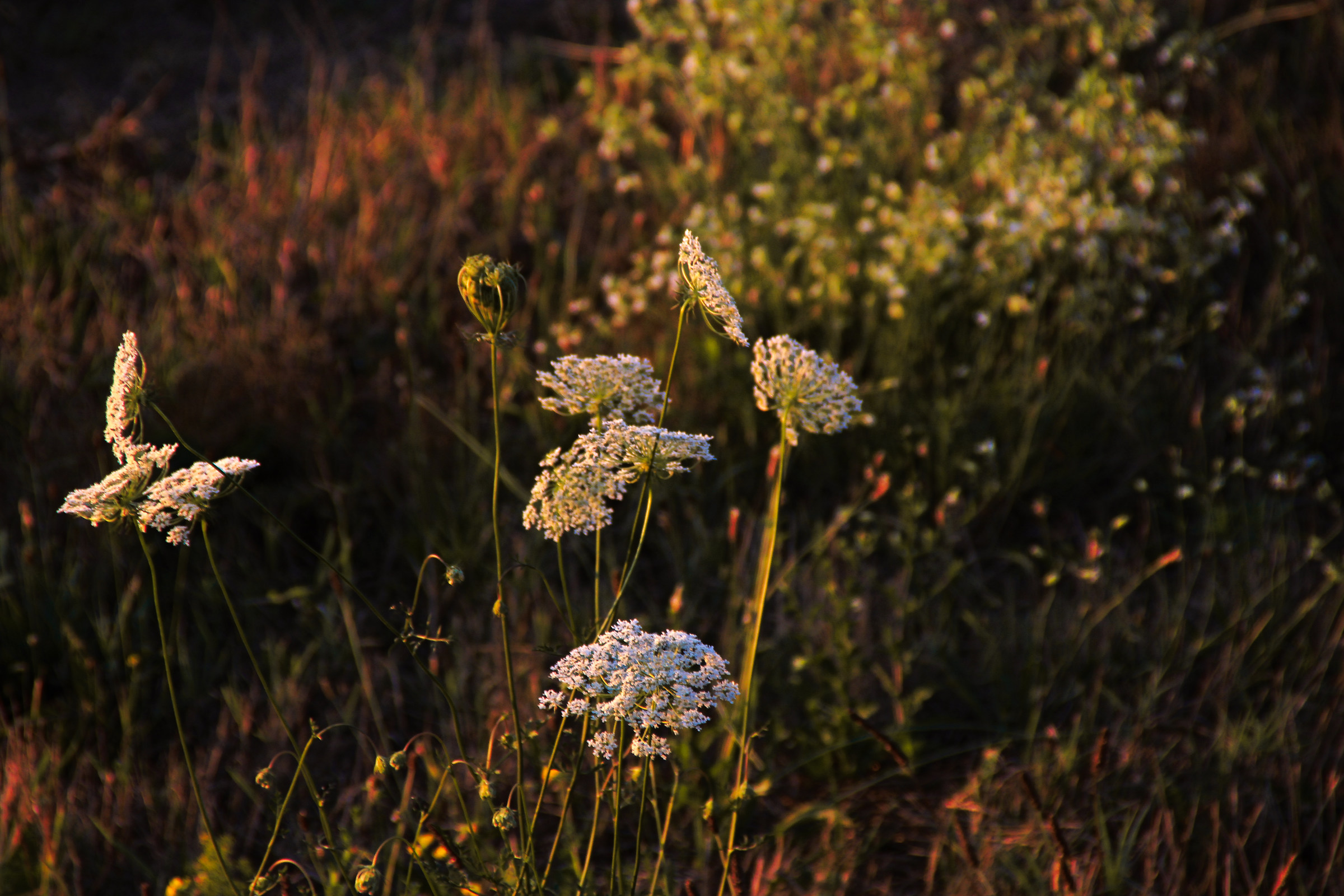 Immersi nel tramonto.
