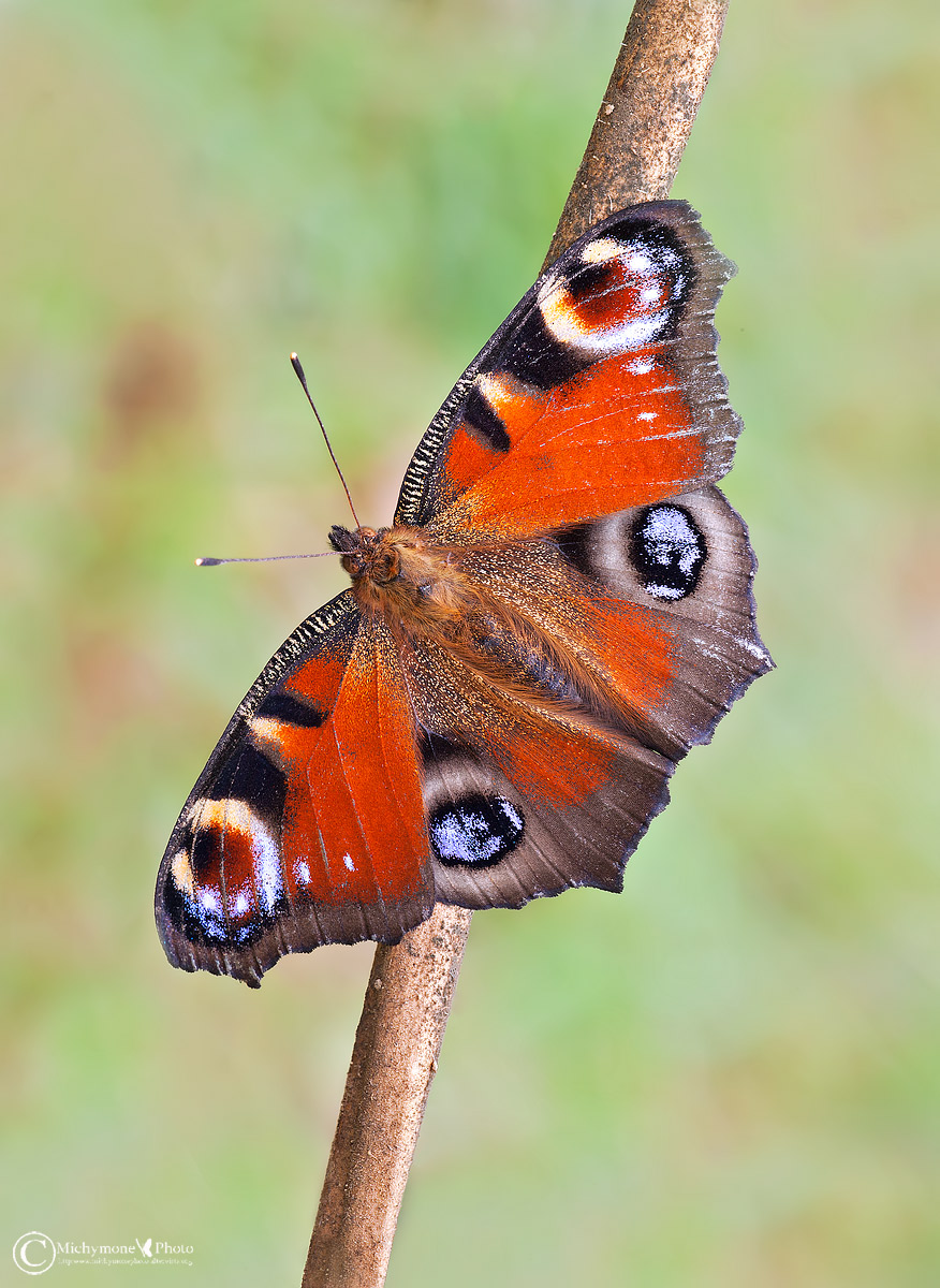 The Vanessa io or Eye of peacock (Inachis io Linnaeus,