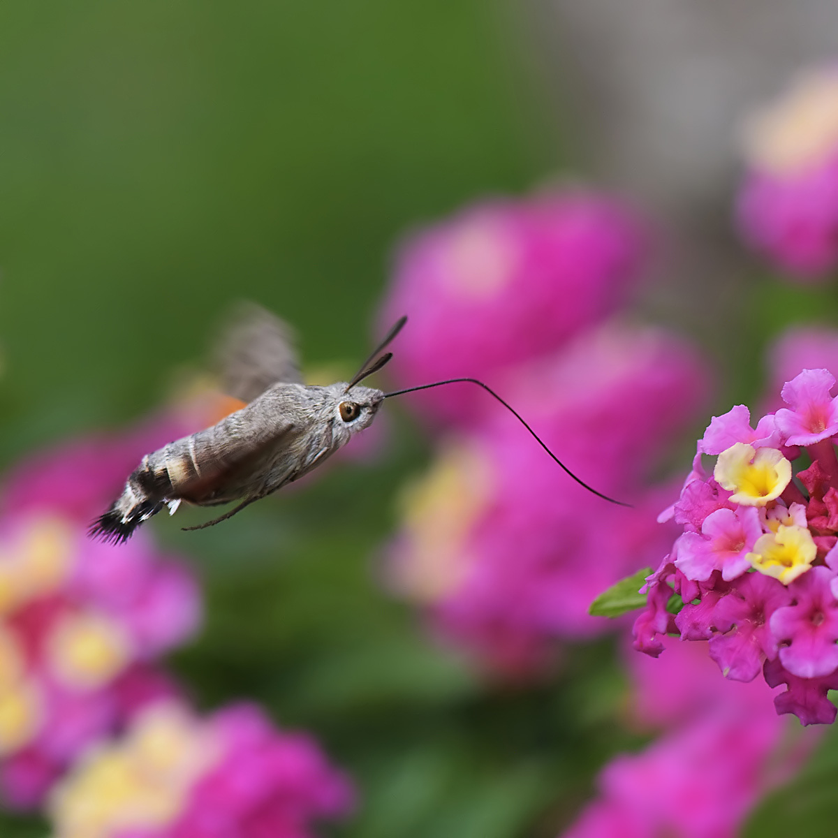 Sphinx on lantana