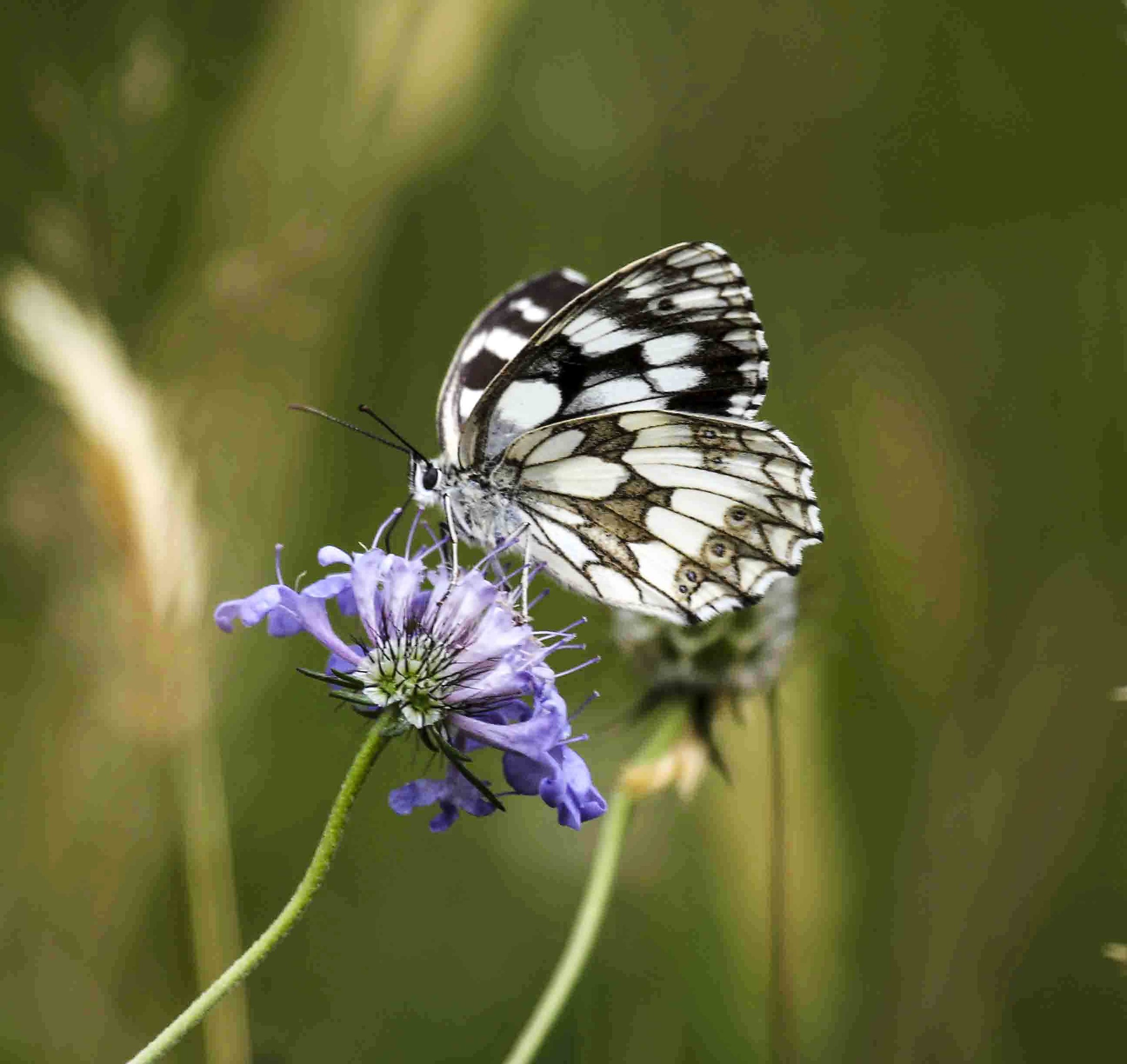 Melanargia galathea