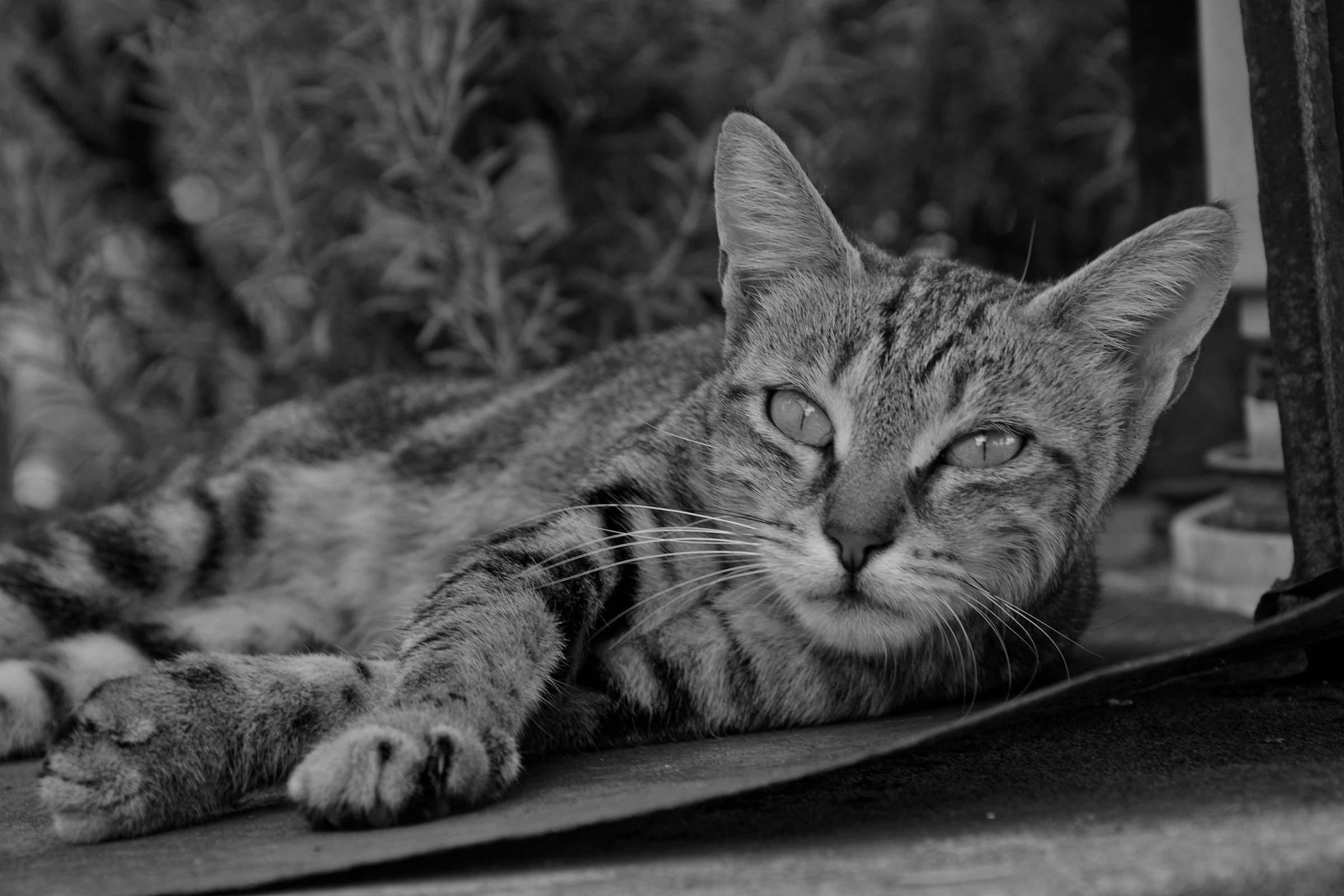 mi lasci stare?non vedi che ho sonno???