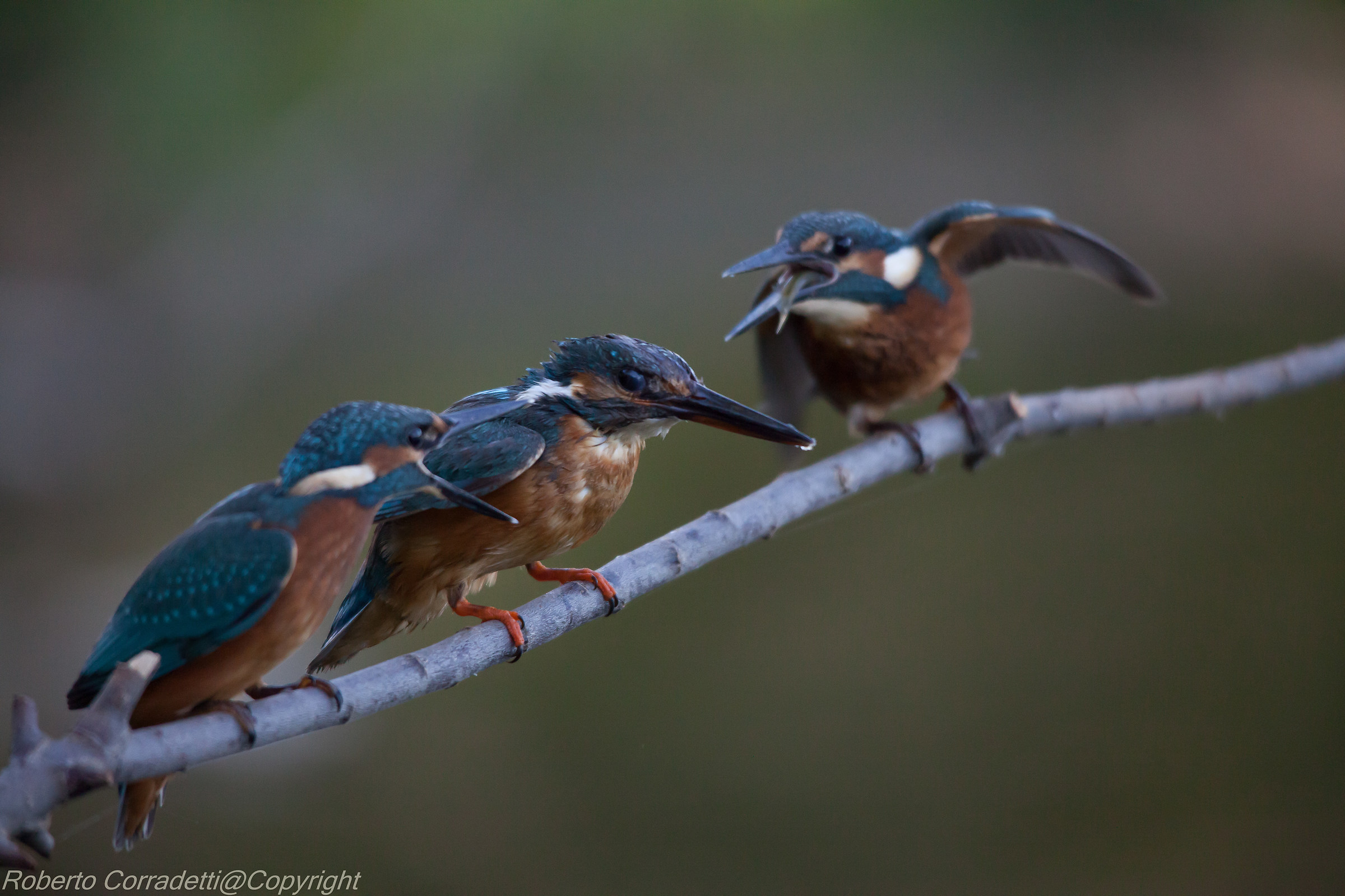 chi lo vuole il pesciolino ?