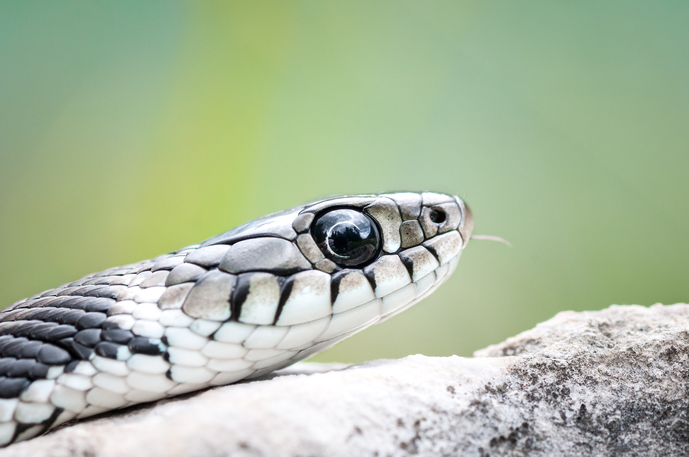 Natrice portrait of collar