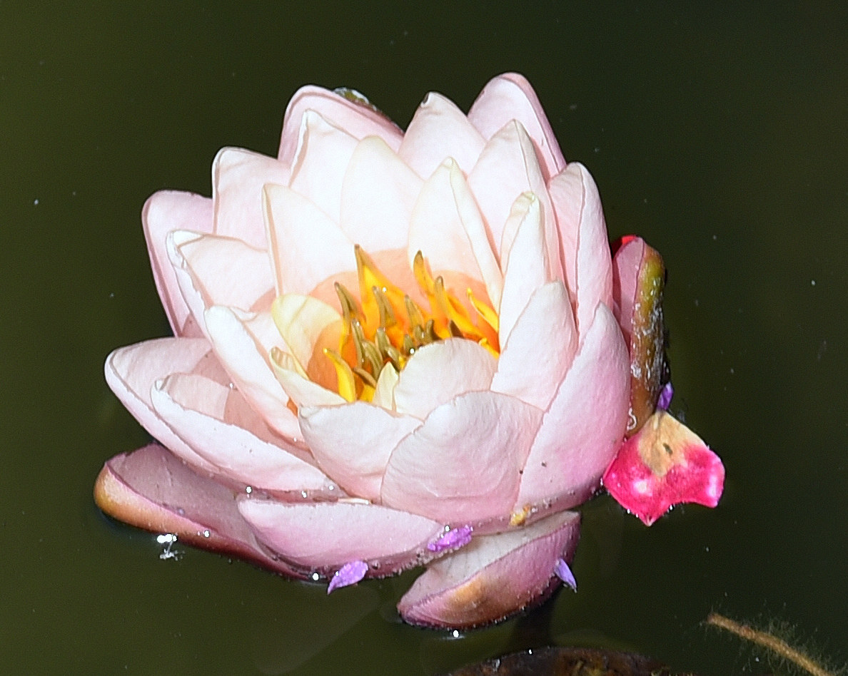 waterlily