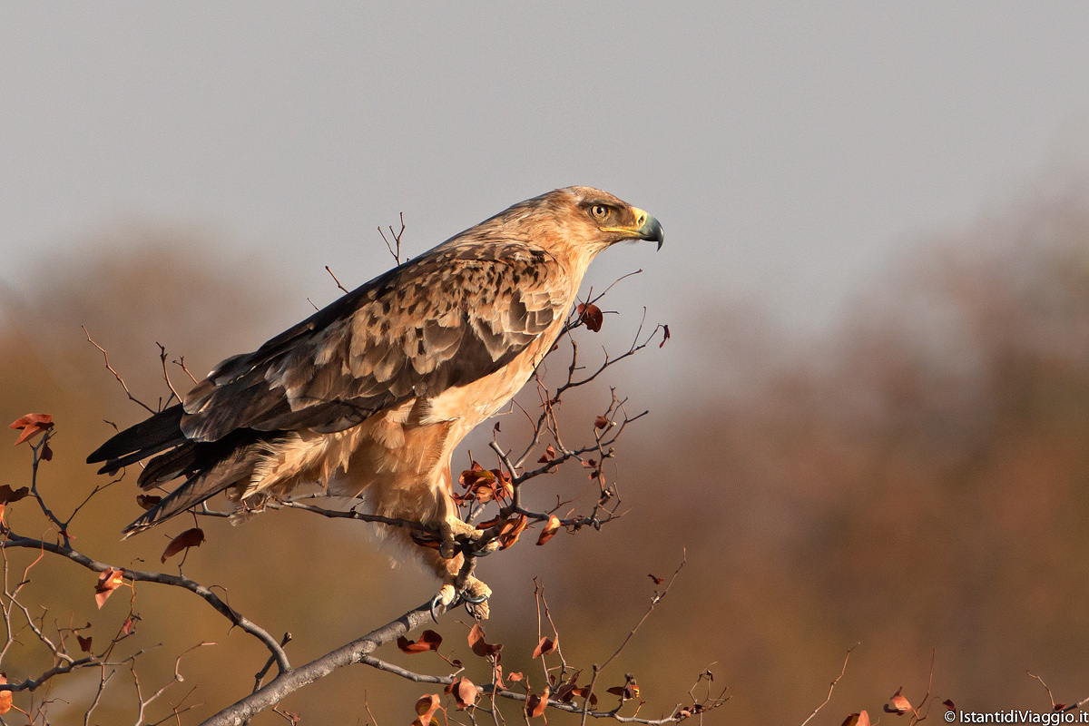 Aquila Rapace (Tawny Eagle)