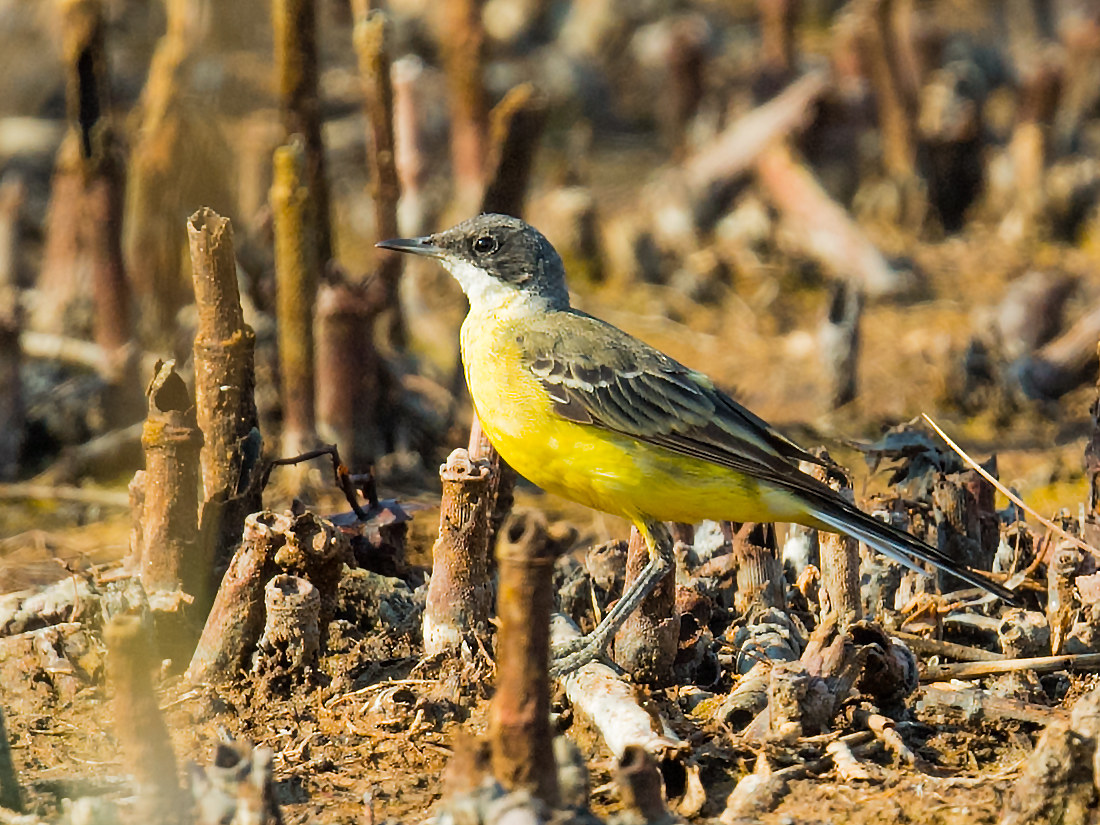 cutrettola capocenerino