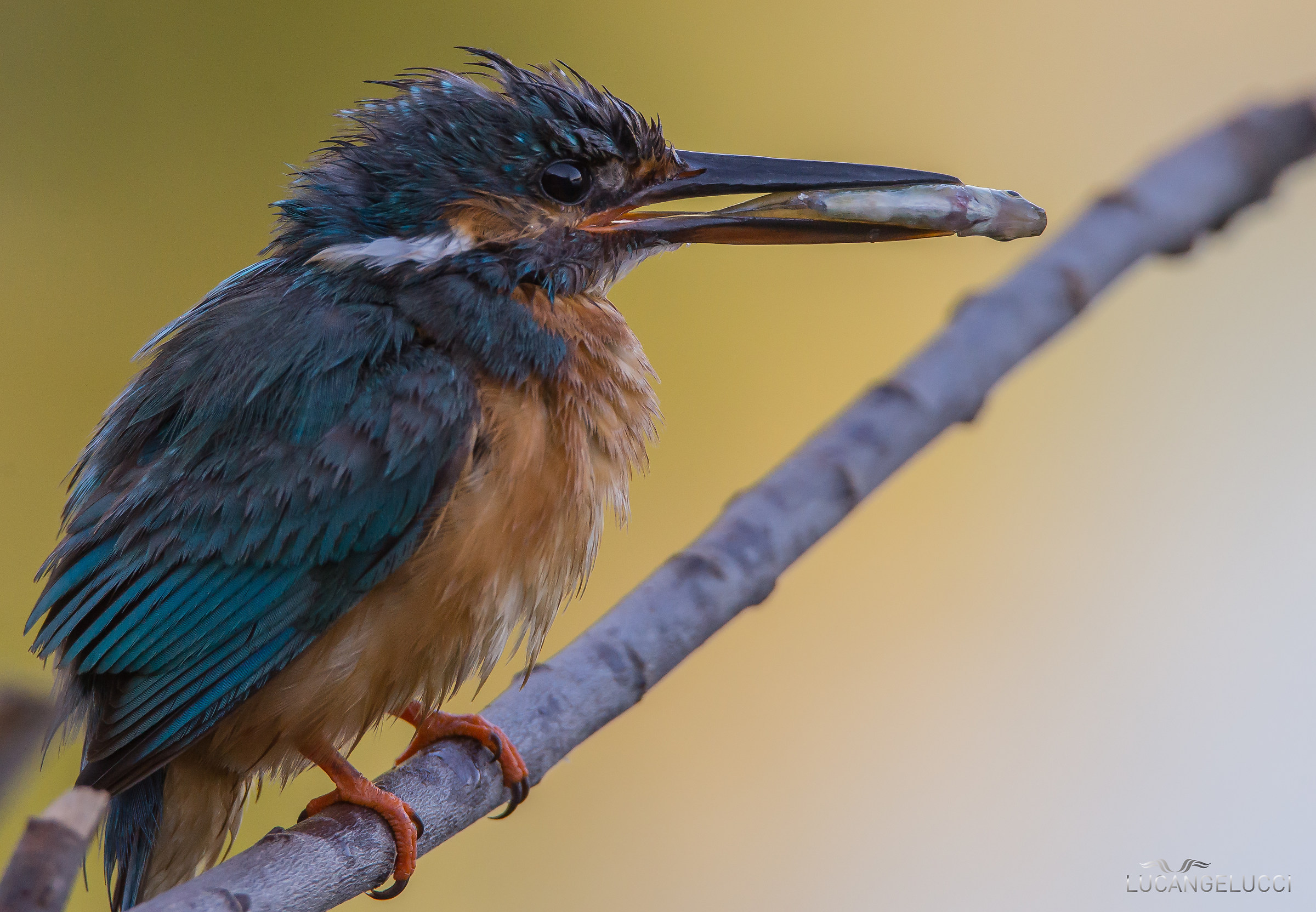 Martin Pescatore atto II°