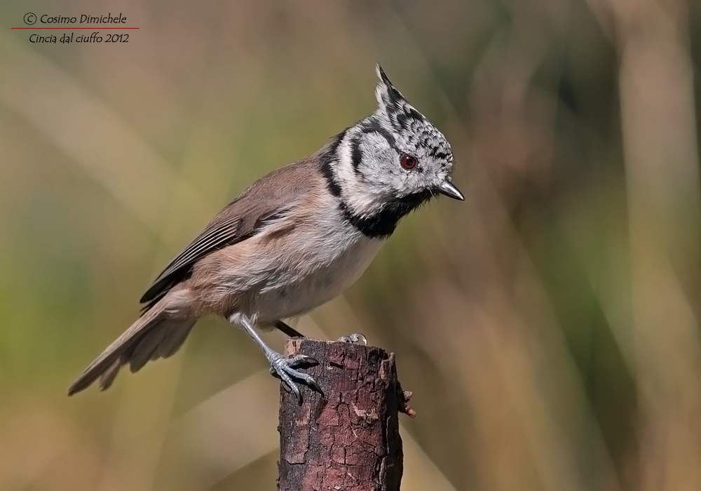 Crested Tit