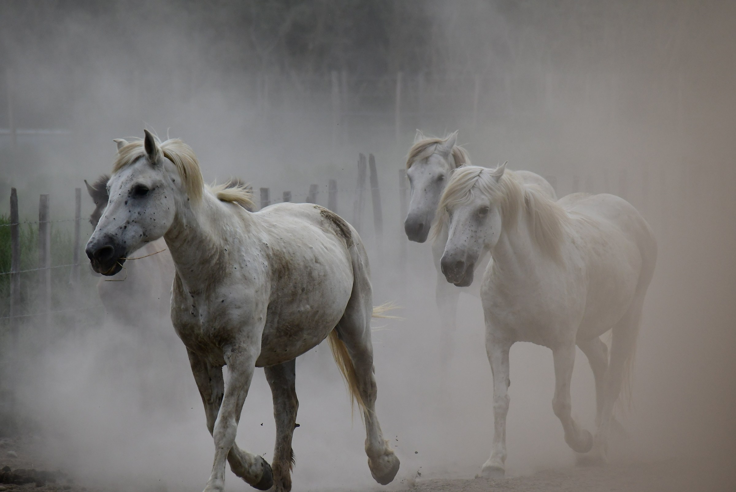 Cavalli della Camargue