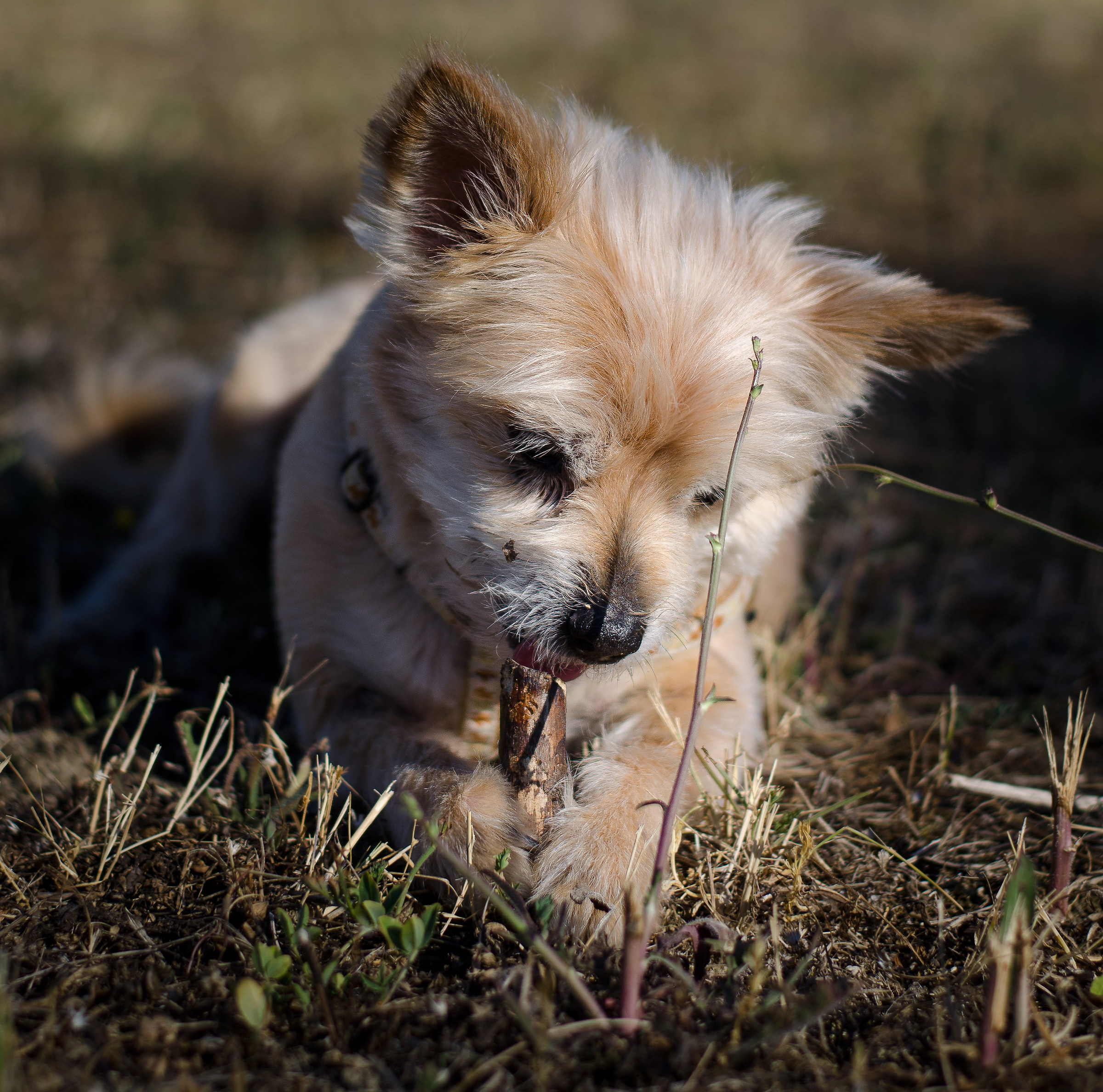 Alle prese con il bastoncino