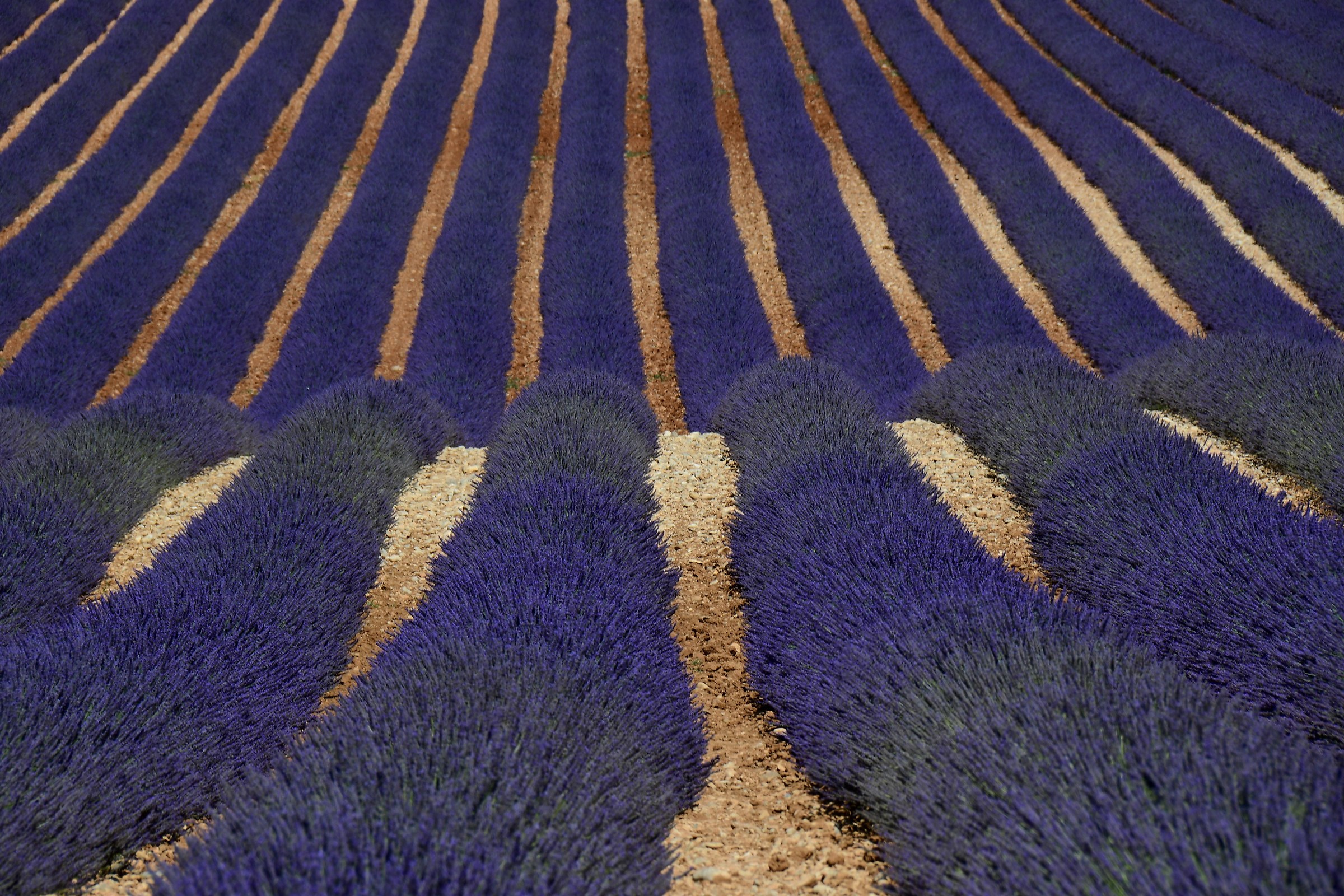 Lavanda 2017