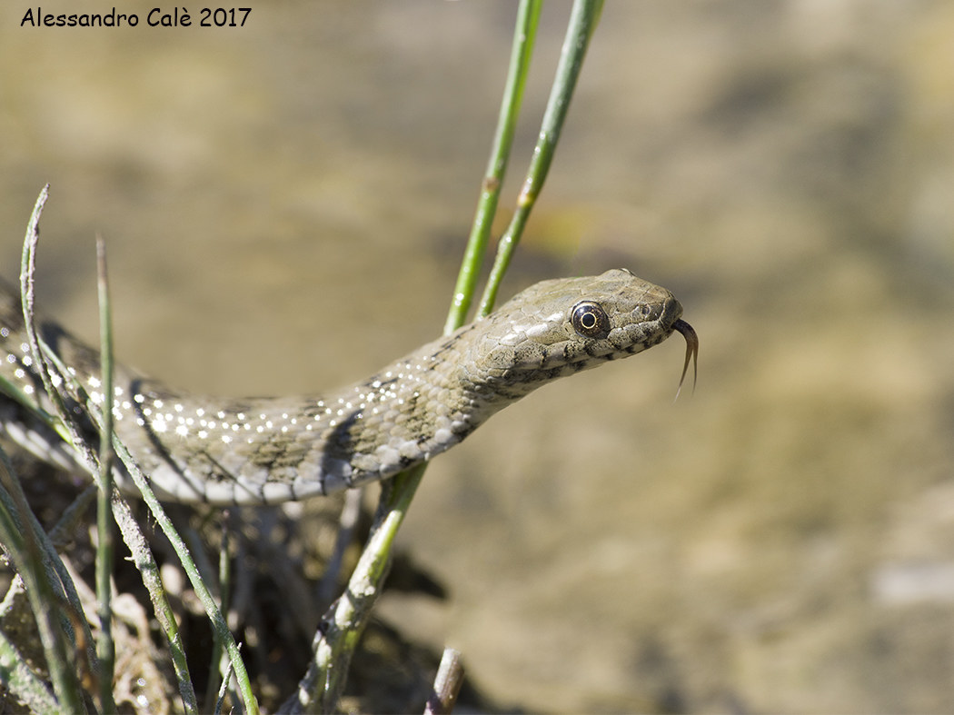 Natrix tassellata (Double biscuit) 2879