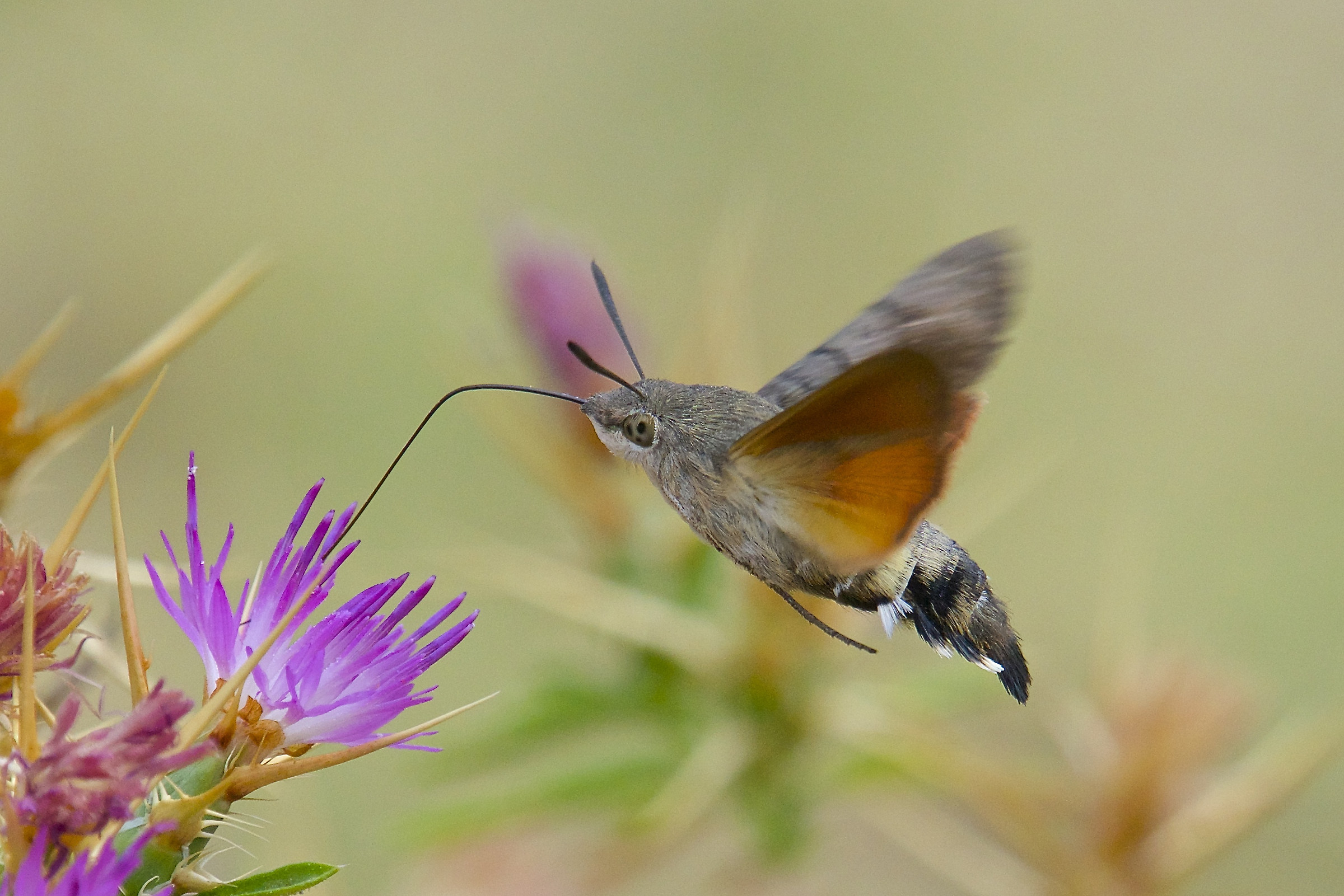 Macroglossum stellatarum