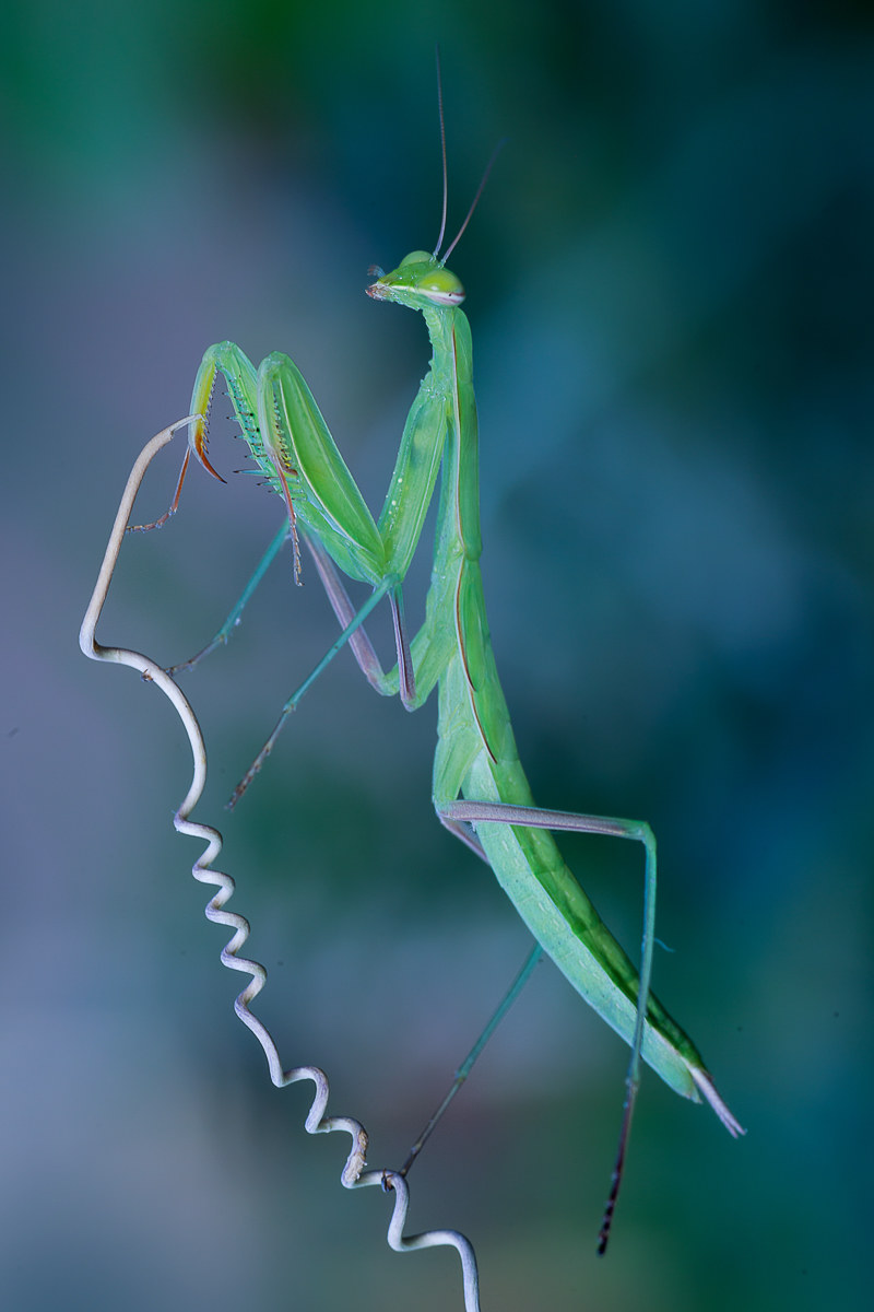 Praying mantis