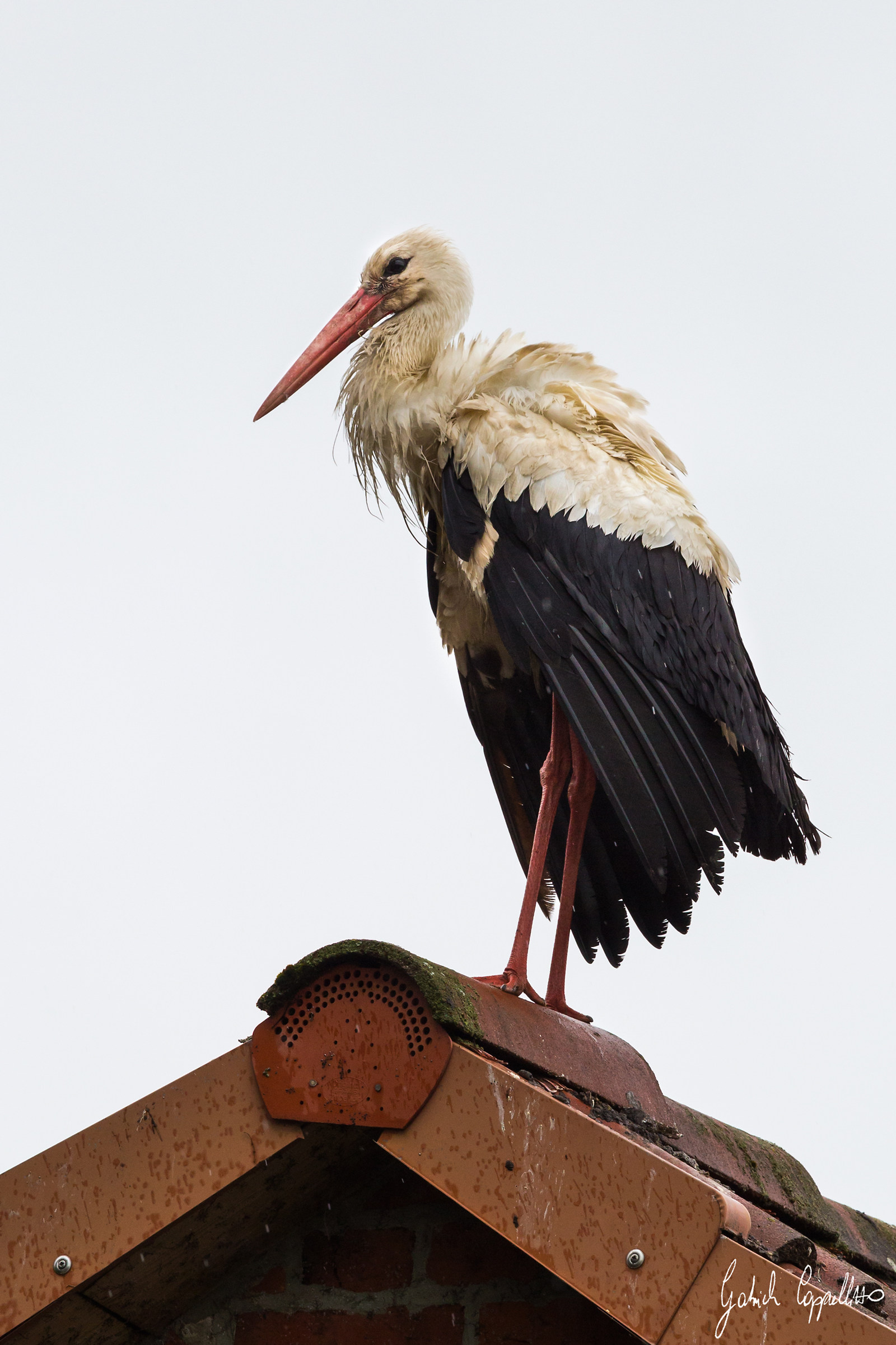 La regina di Brandeburgo