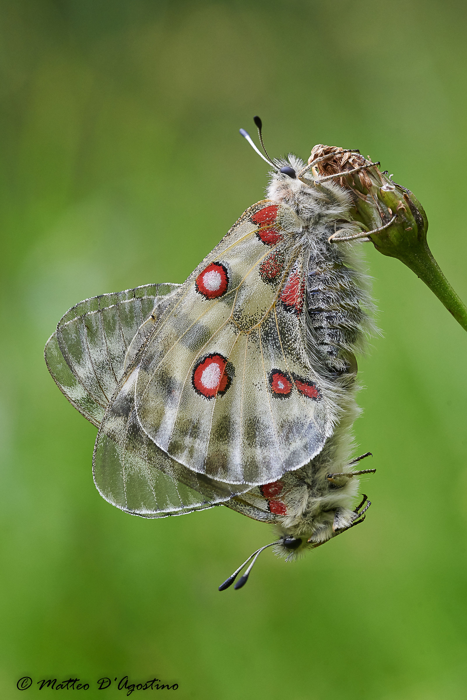 Parnassius apollo in love