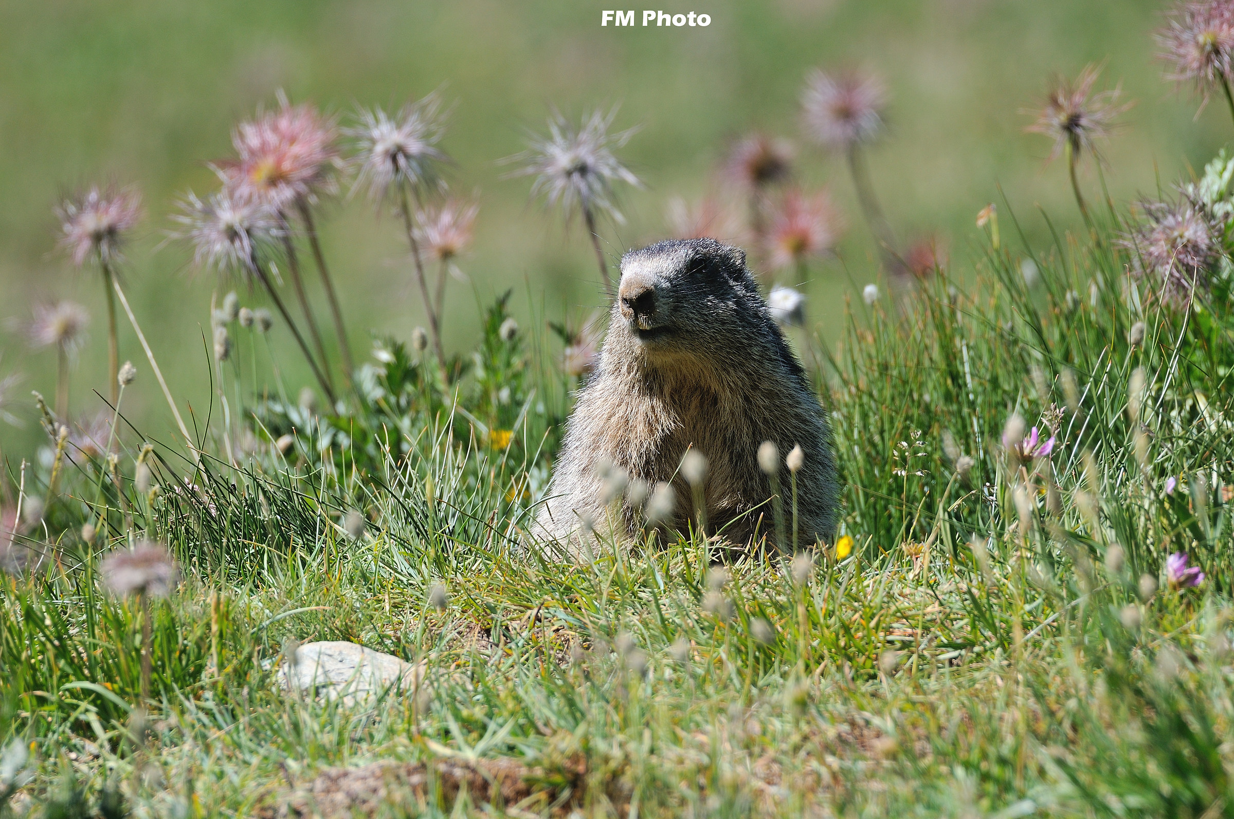 Marmotta Vanitosa
