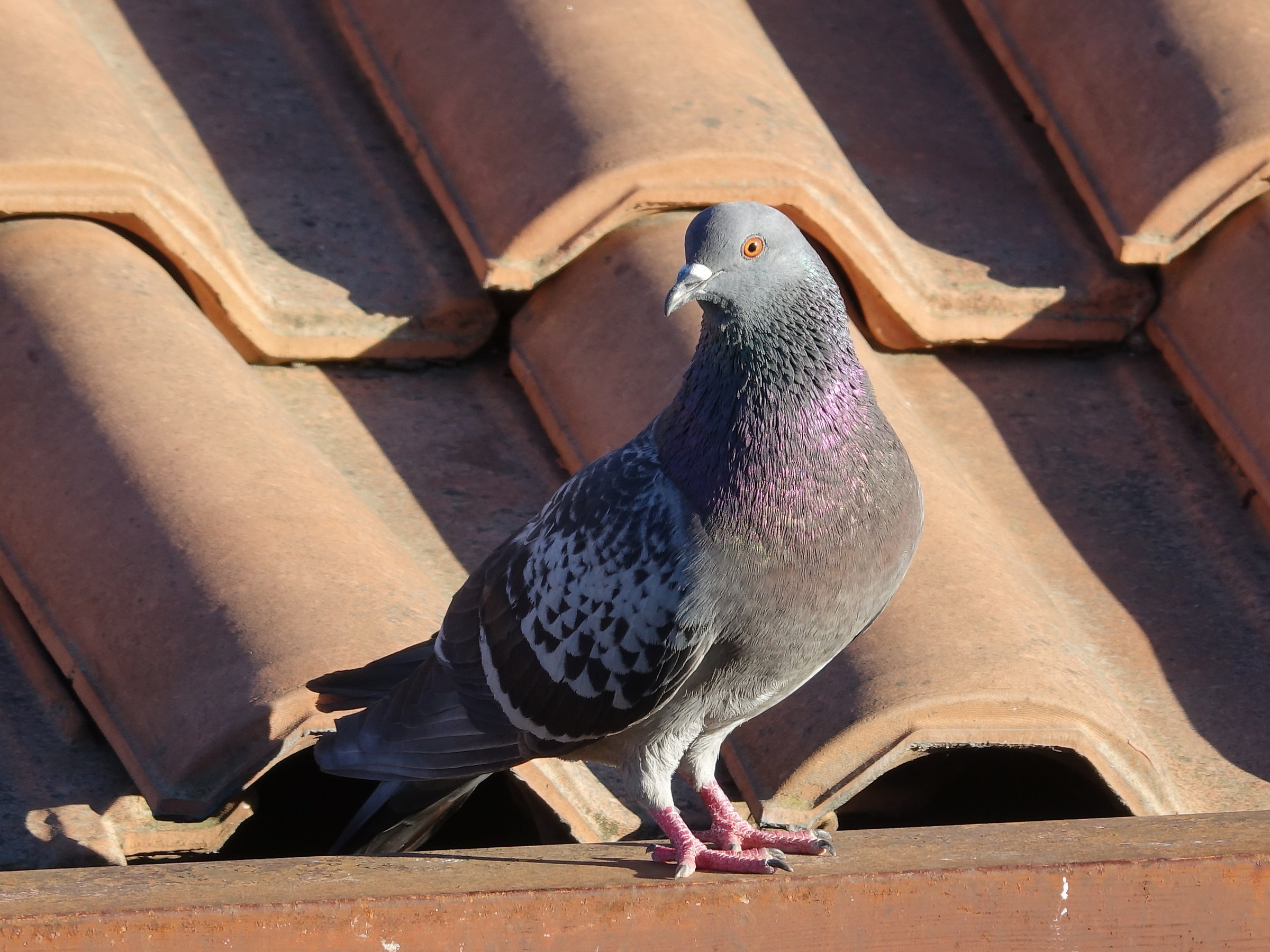 Pigeon