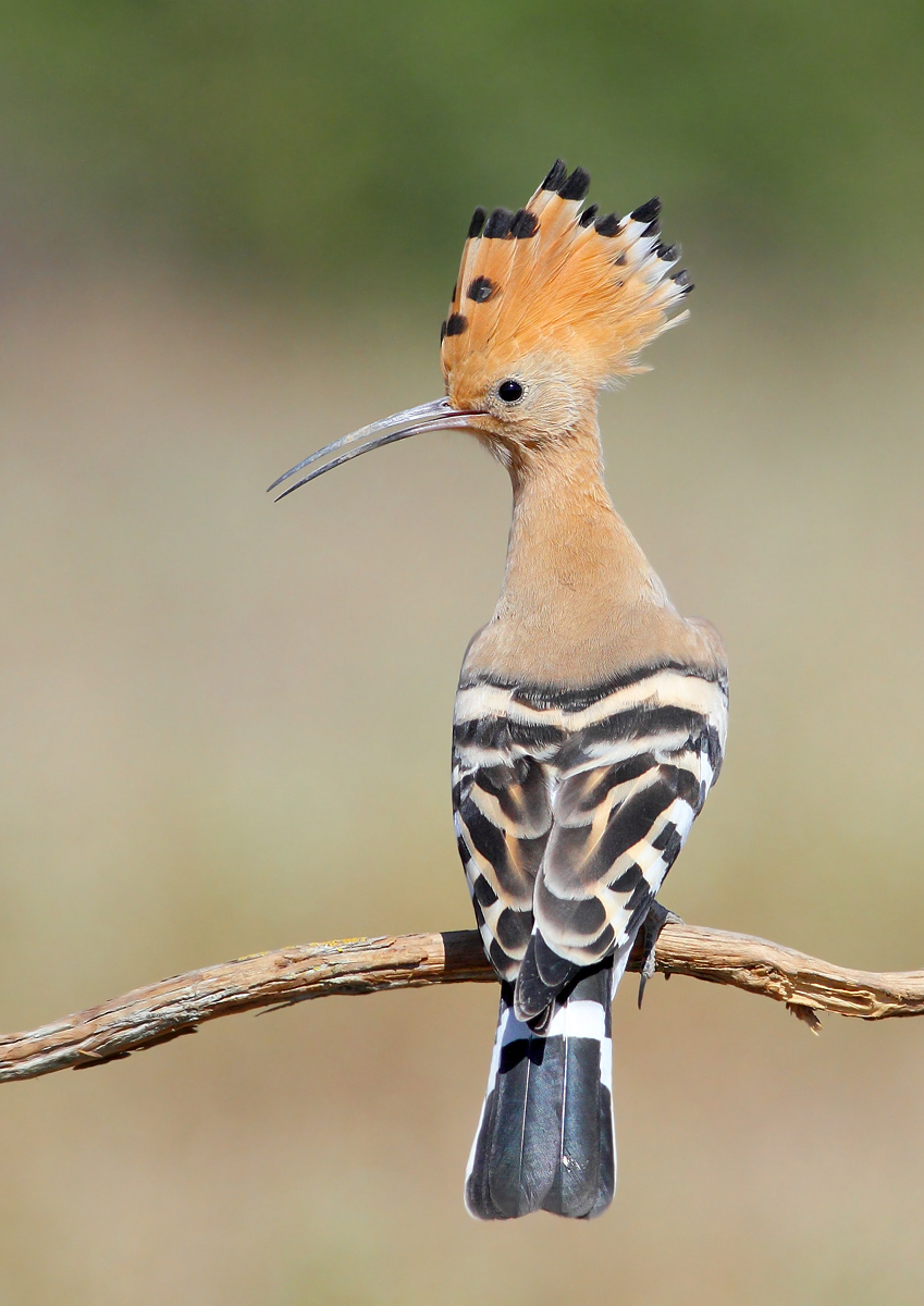 Hoopoe
