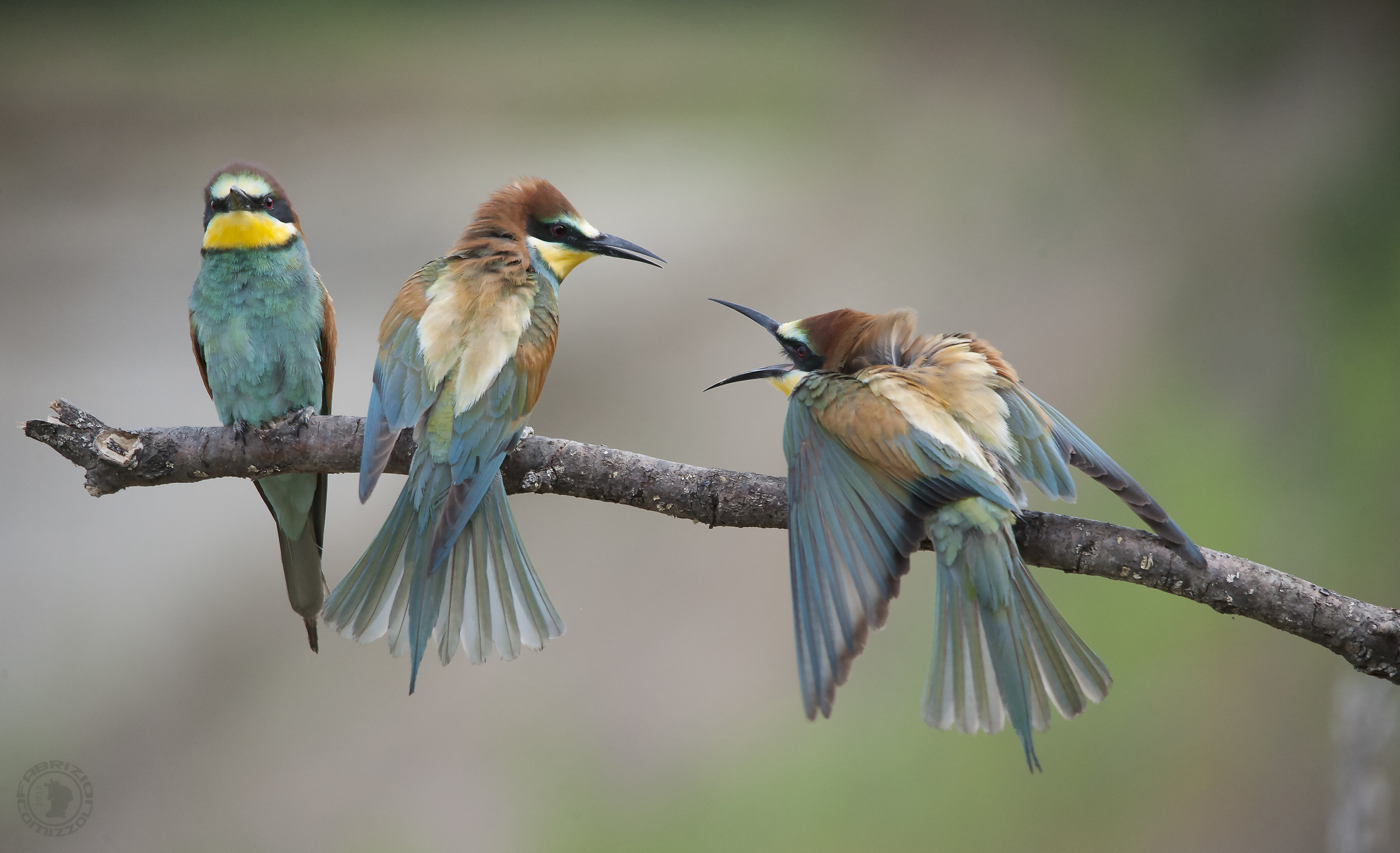 Acceso diverbio......