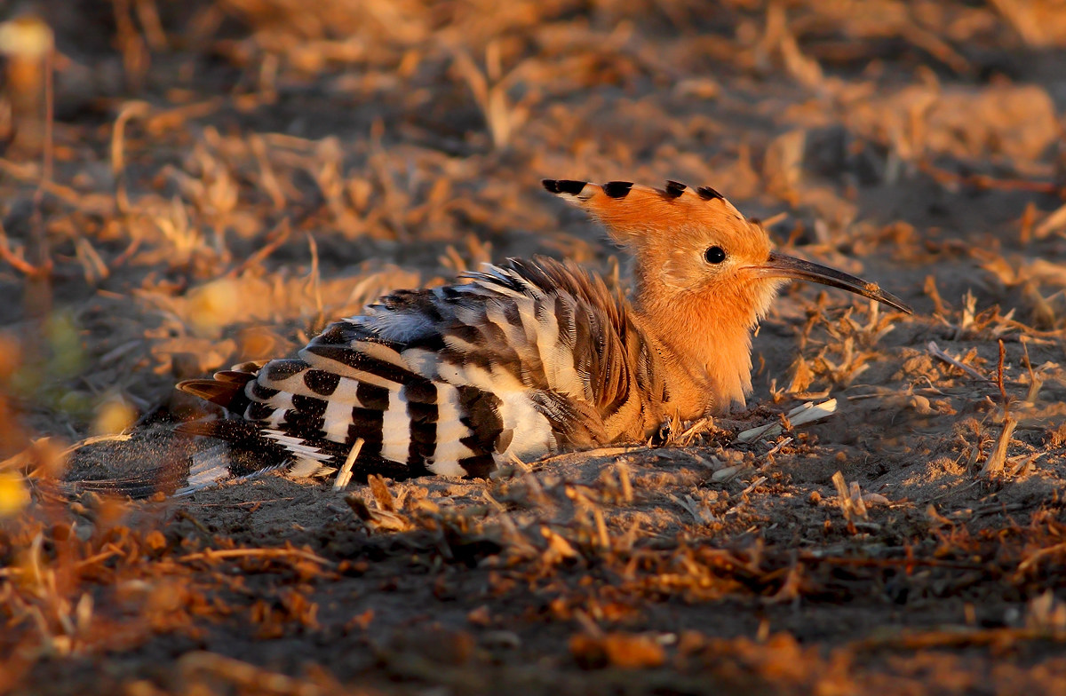 Hoopoe