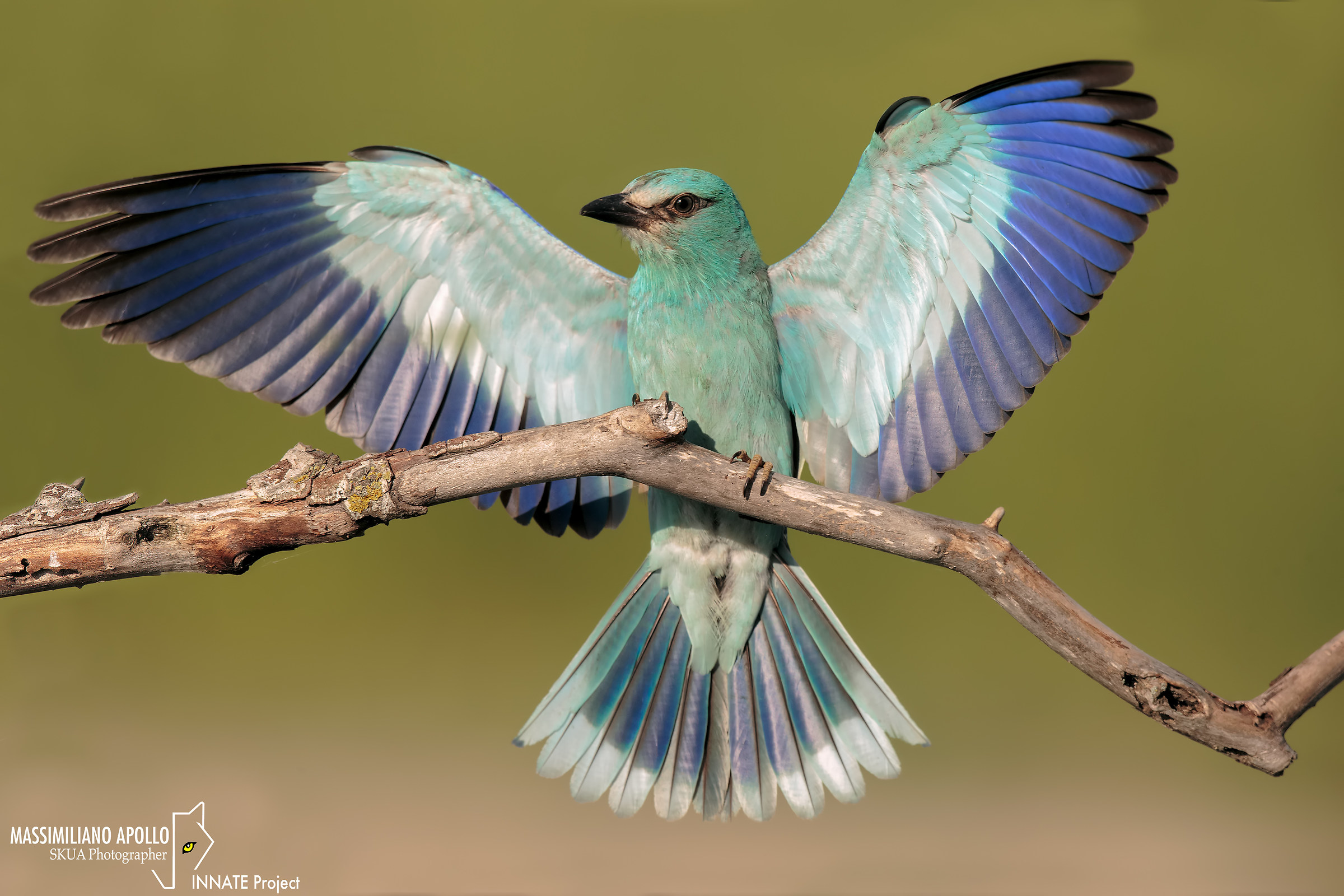 To the whole opening ....