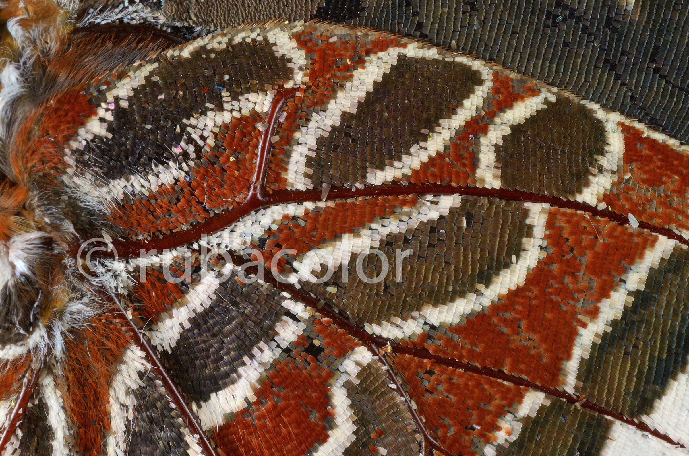 Wing Charaxes