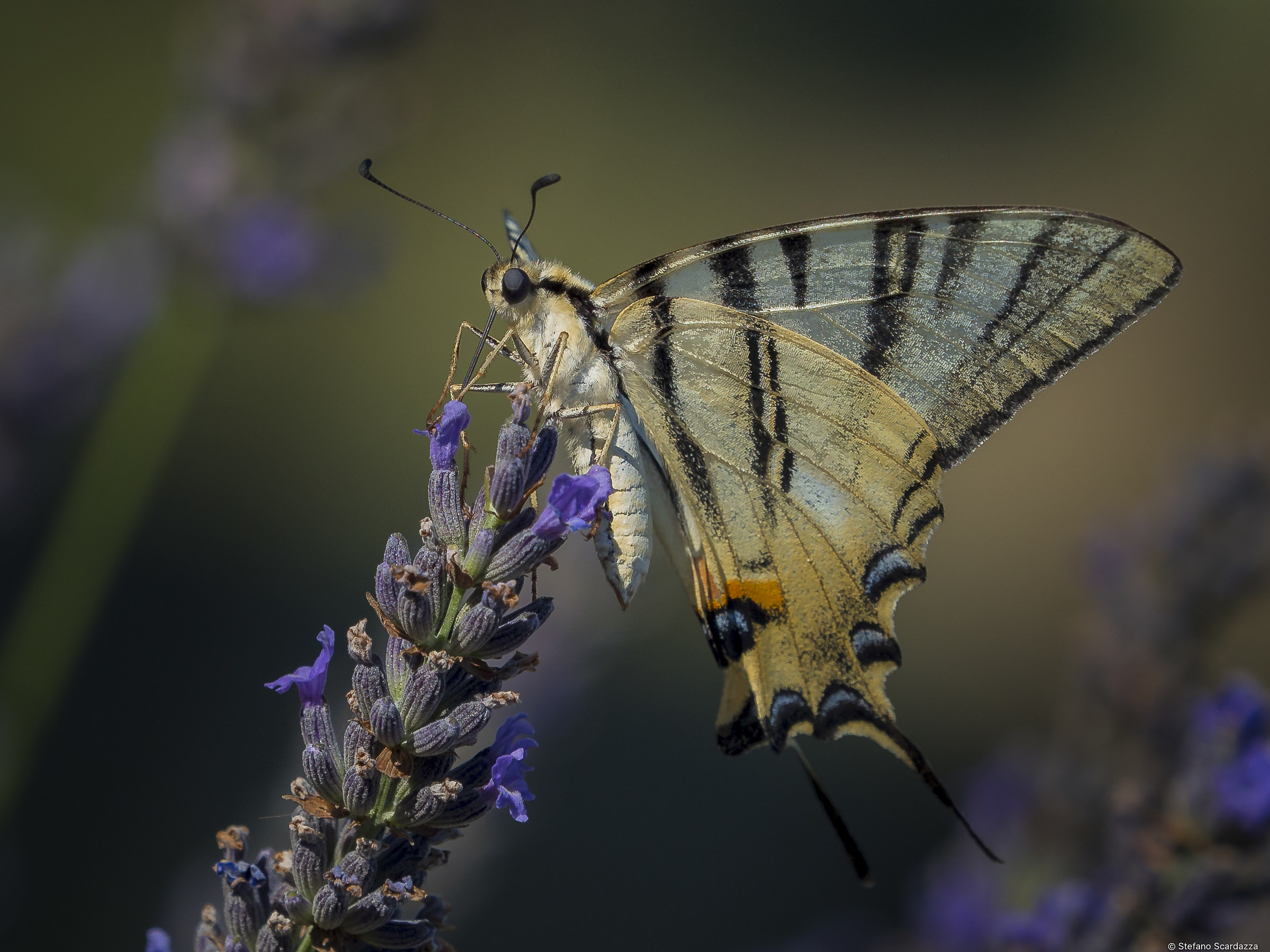 Iphiclides podalirius....