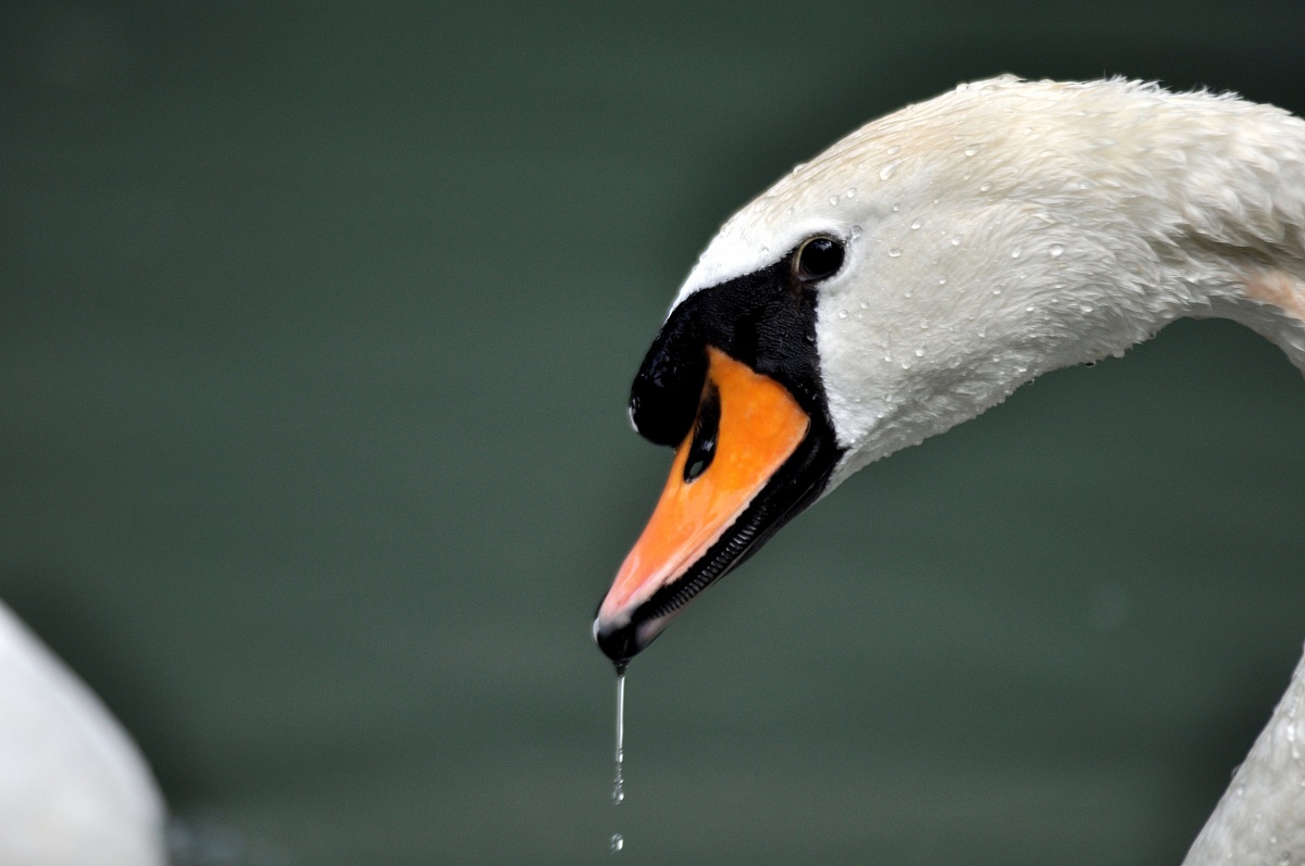 swan park living nature Verona