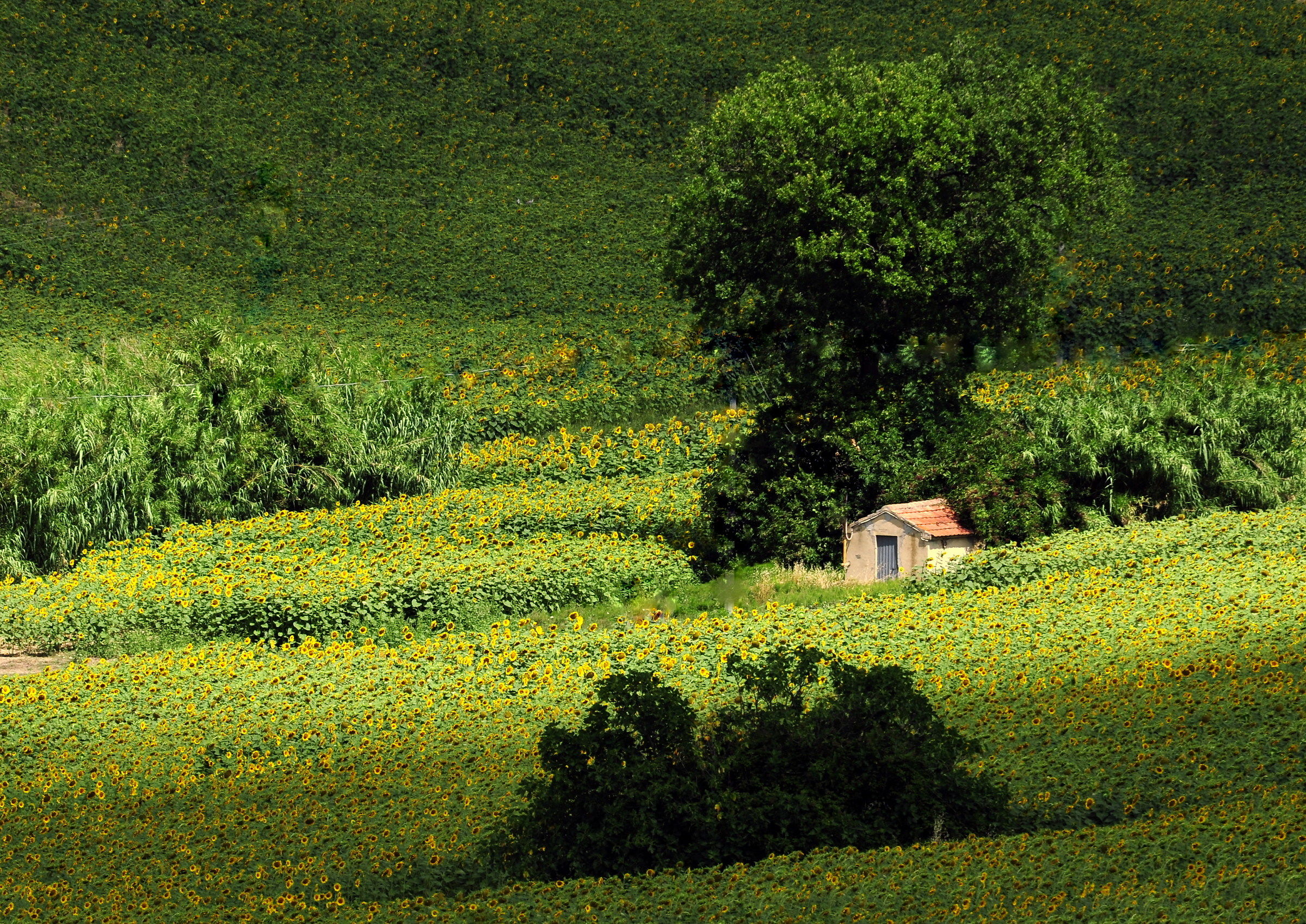 Campagna marchigiana