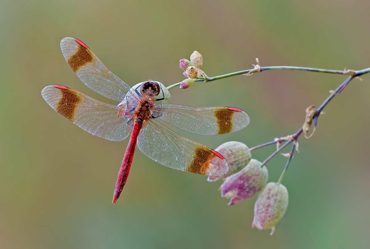 Colors of early autumn