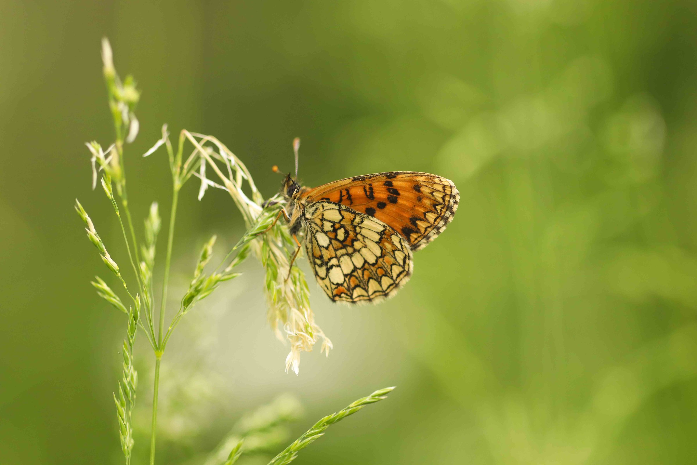 Euphydryas aurinia