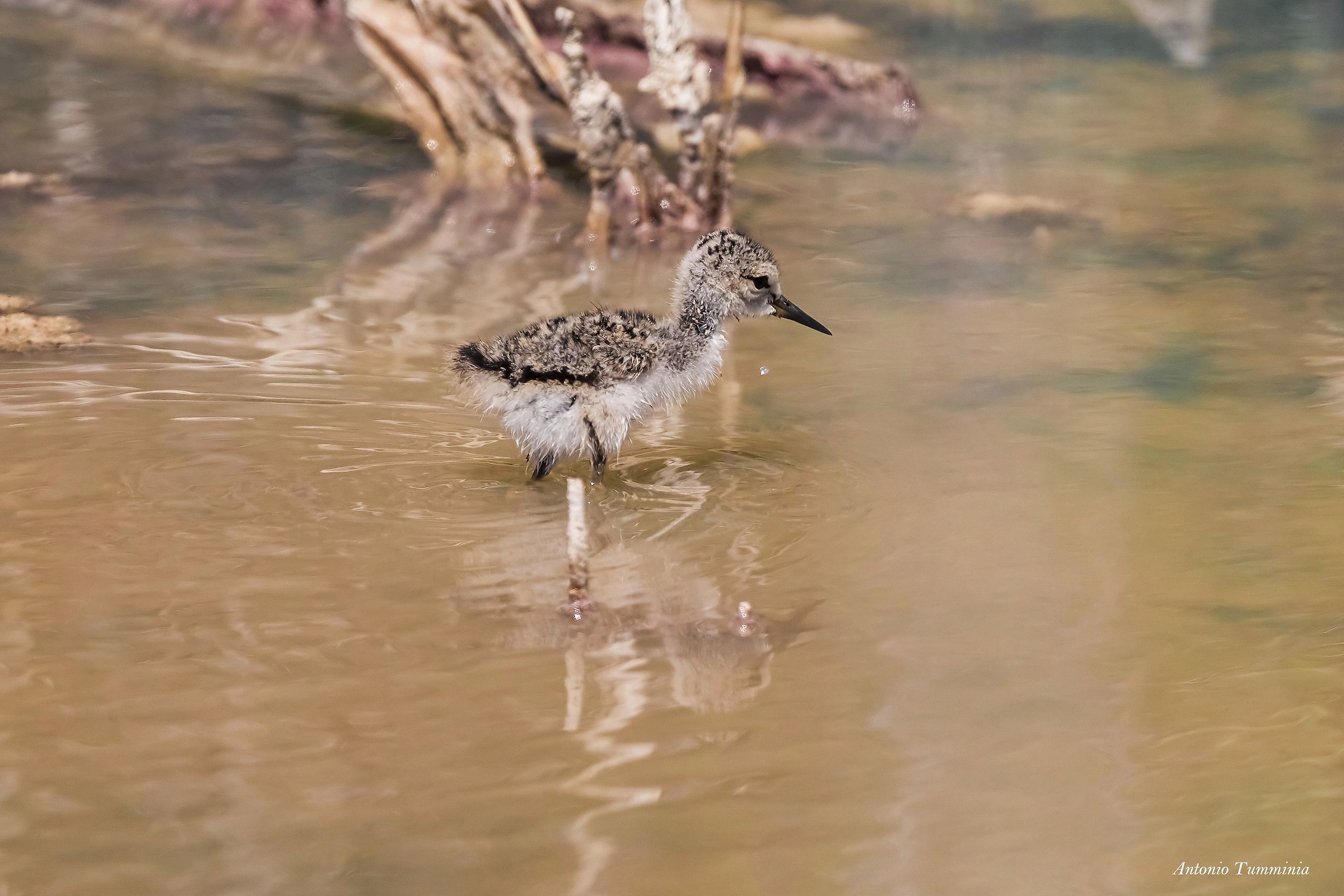 Little Knight of Italy