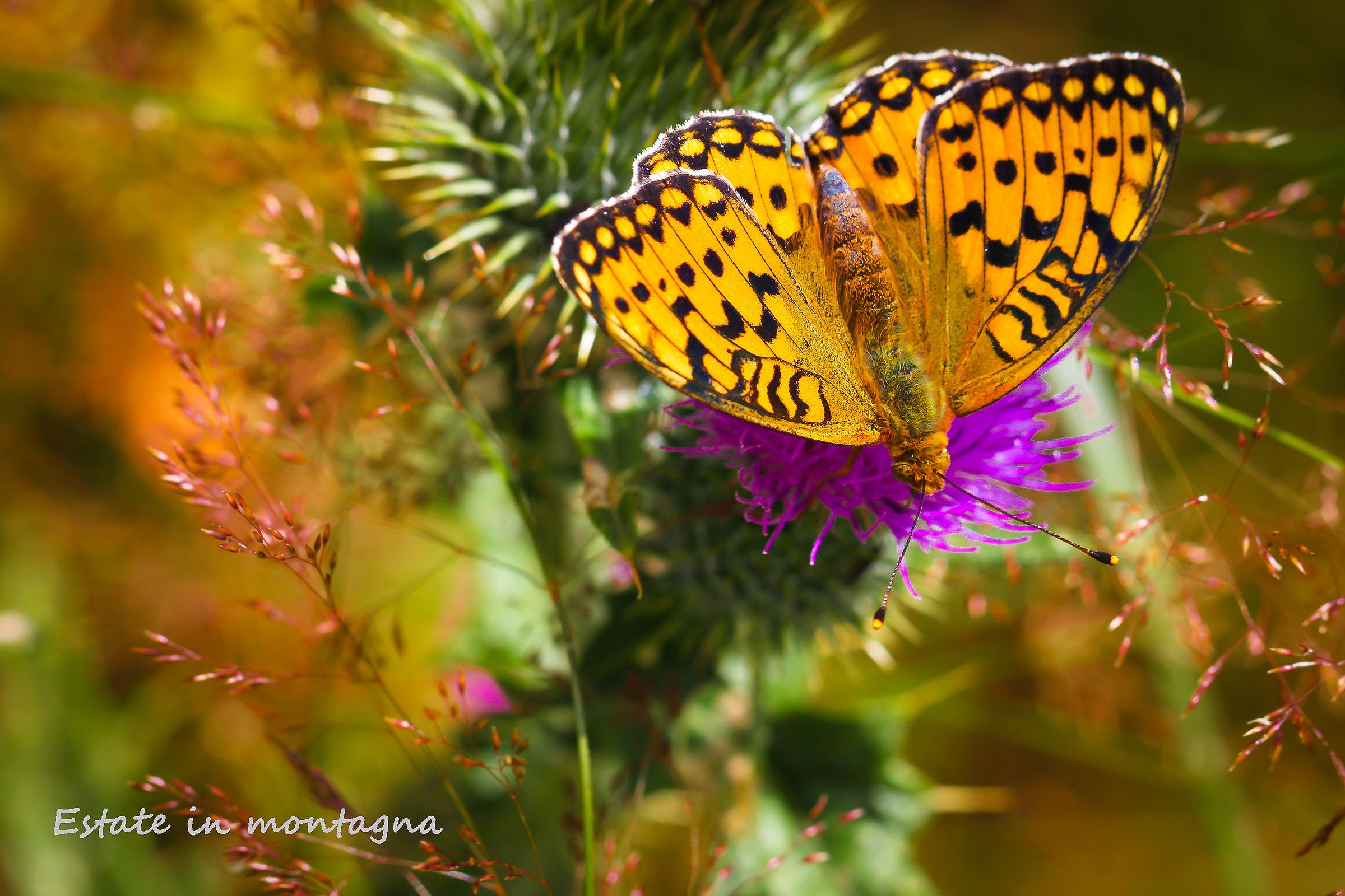 Summer in the mountains