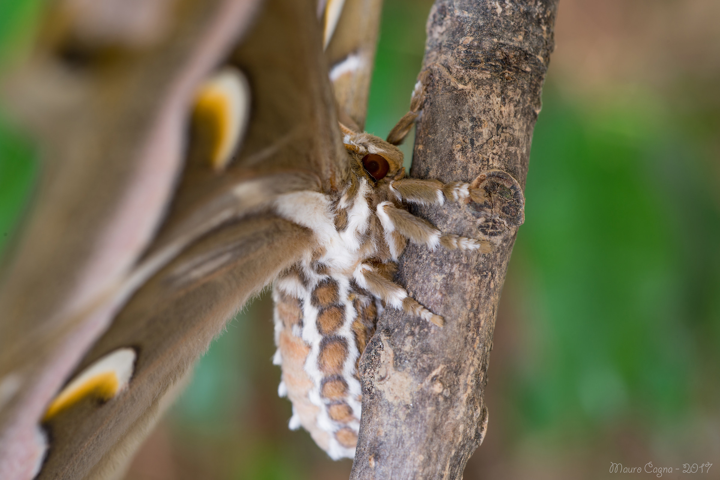 Primo piano Samia Cynthia