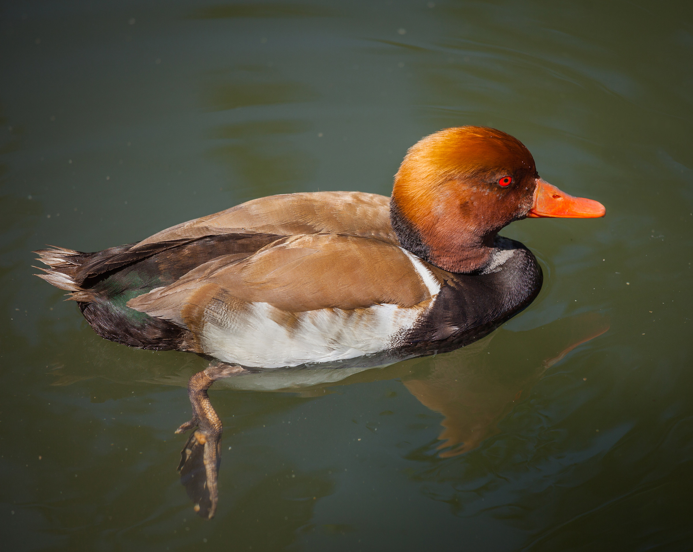 Red crested pochard