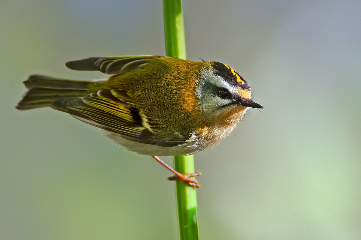 Firecrest